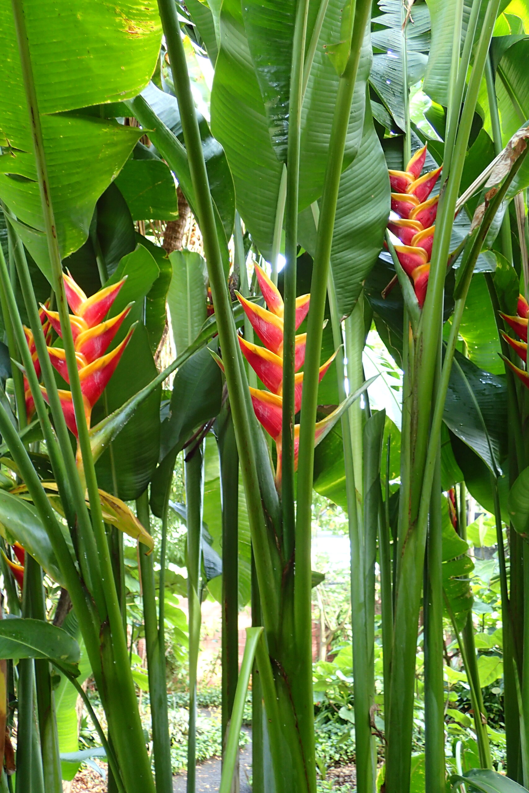 Vibrant red and yellow heliconias bloom among lush green foliage in the Jardín Botánico's tropical garden.
