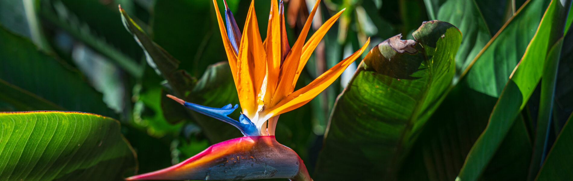 Vibrant orange and blue bird of paradise flower with pointed petals surrounded by green foliage.