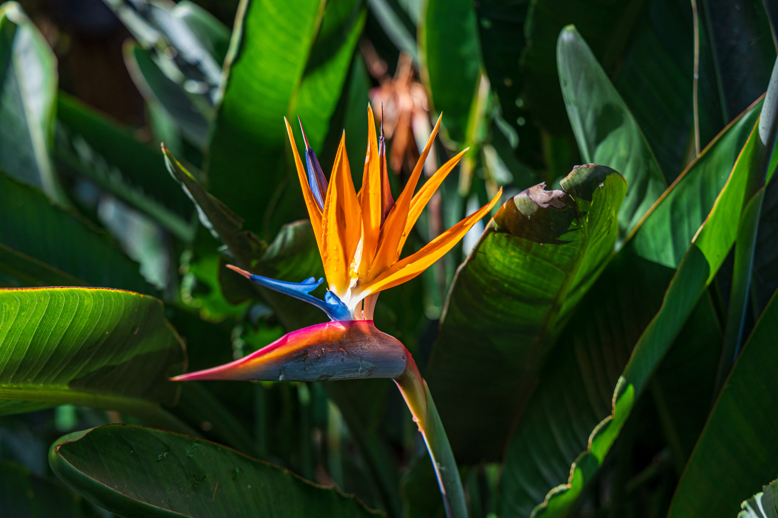 A striking bird of paradise flower displays its distinctive orange and blue plumage amid lush tropical vegetation at the botanical garden.