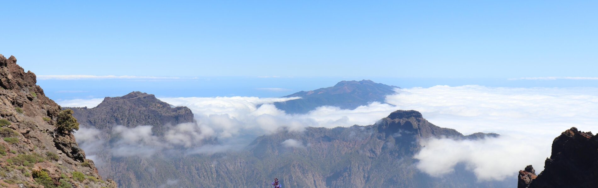 Purple wildflowers bloom on a rocky mountain slope overlooking a vast caldera with forested ridges rising above a sea of clouds under clear blue sky.