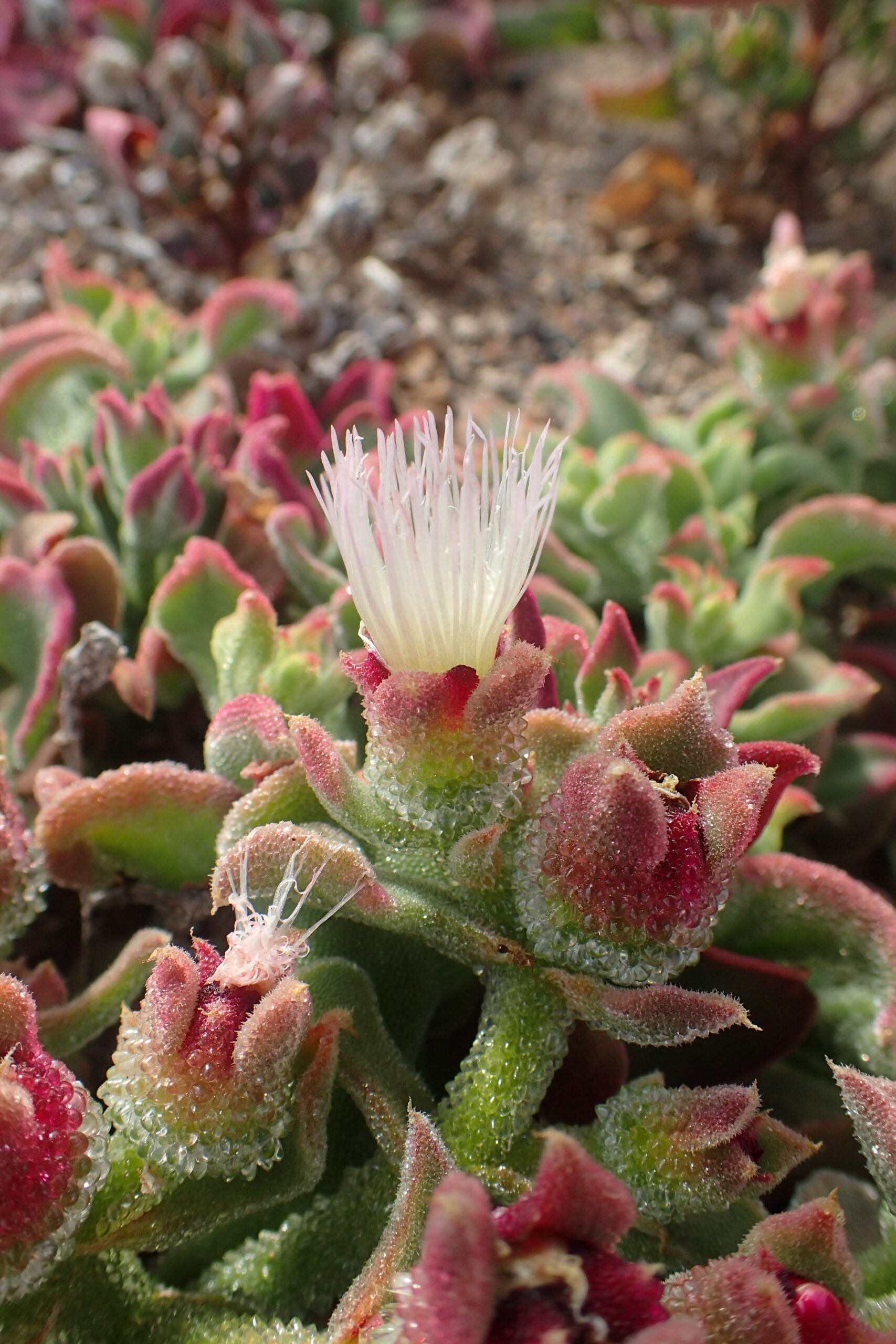 White flower with delicate stamens blooming among succulent plants with pink and green fleshy leaves covered in fine hairs.