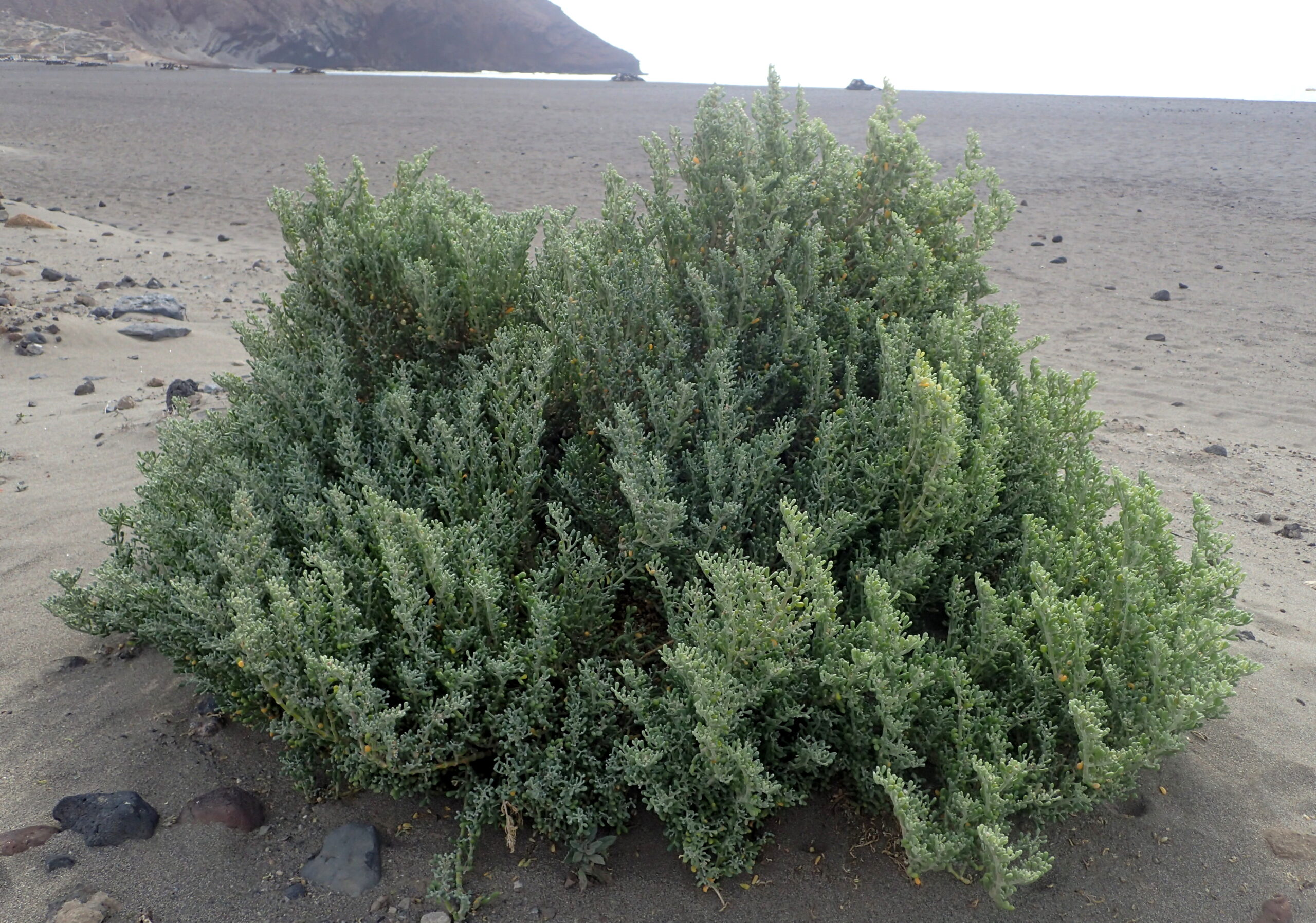 Dense cluster of grey-green coastal shrub growing on dark volcanic sand, with rocky coastline and cliffs in the background.