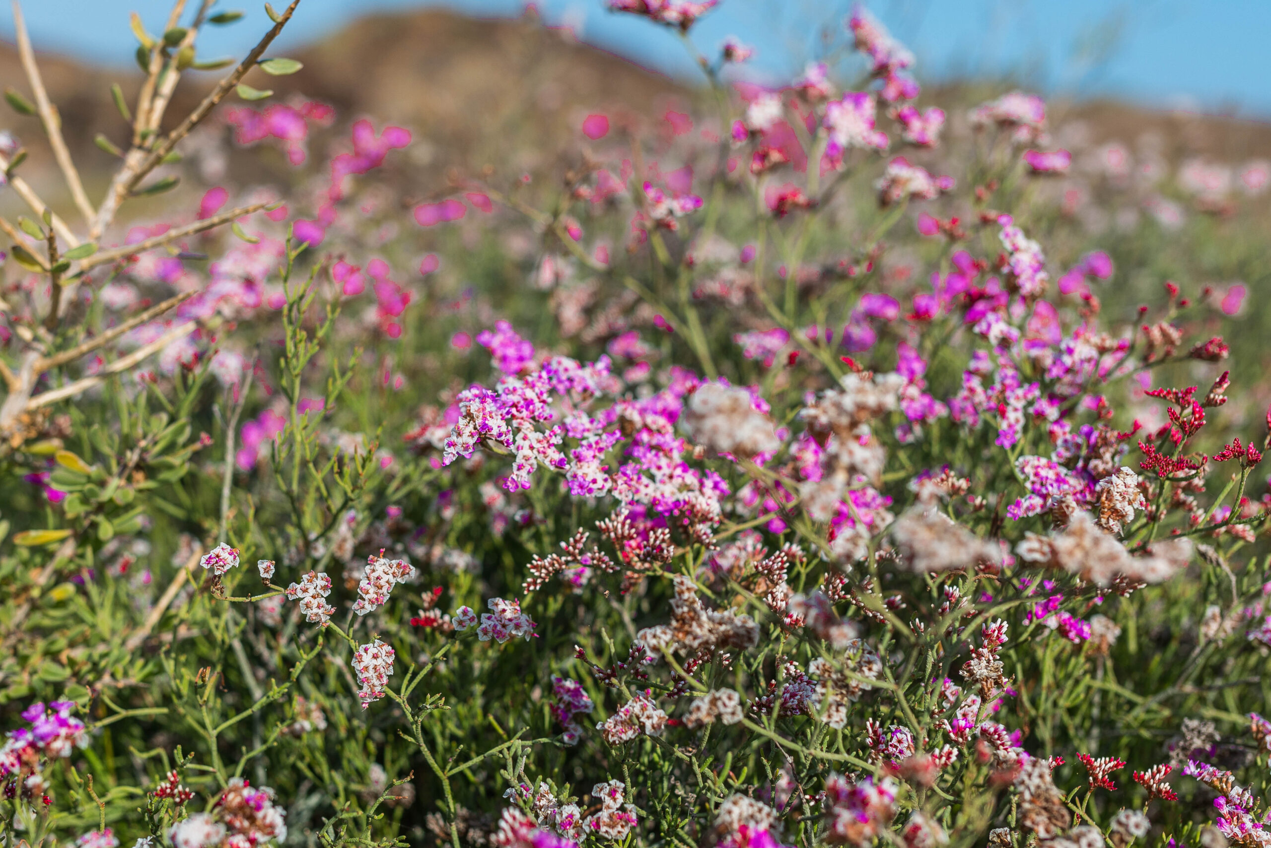 Wild flowers bloom across Lobos Island, creating a colorful display against the arid volcanic landscape.