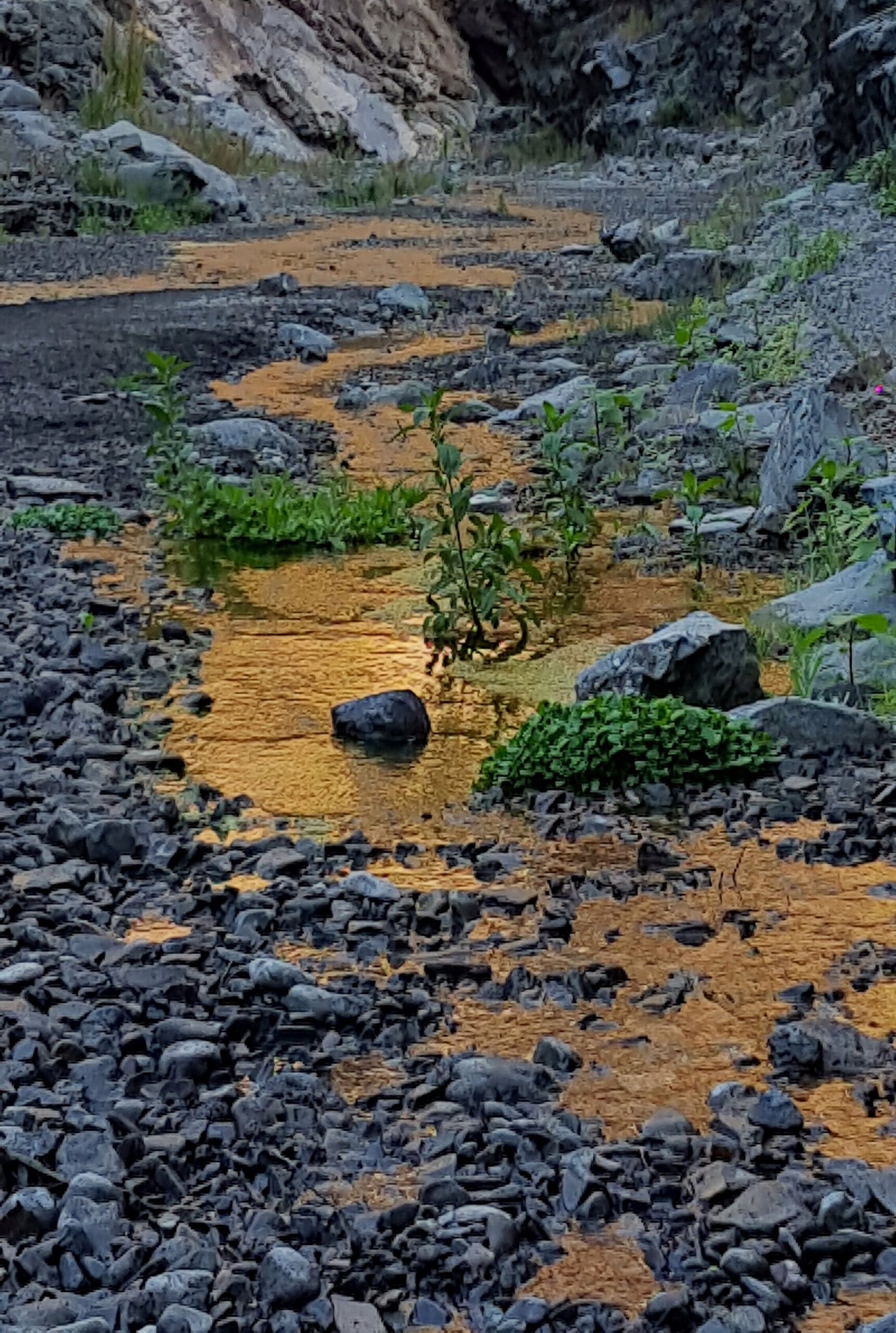 A mineral-rich stream flows through the dramatic rocky terrain of Caldera de Taburiente, where volcanic stone and hardy plants create a striking desert landscape.
