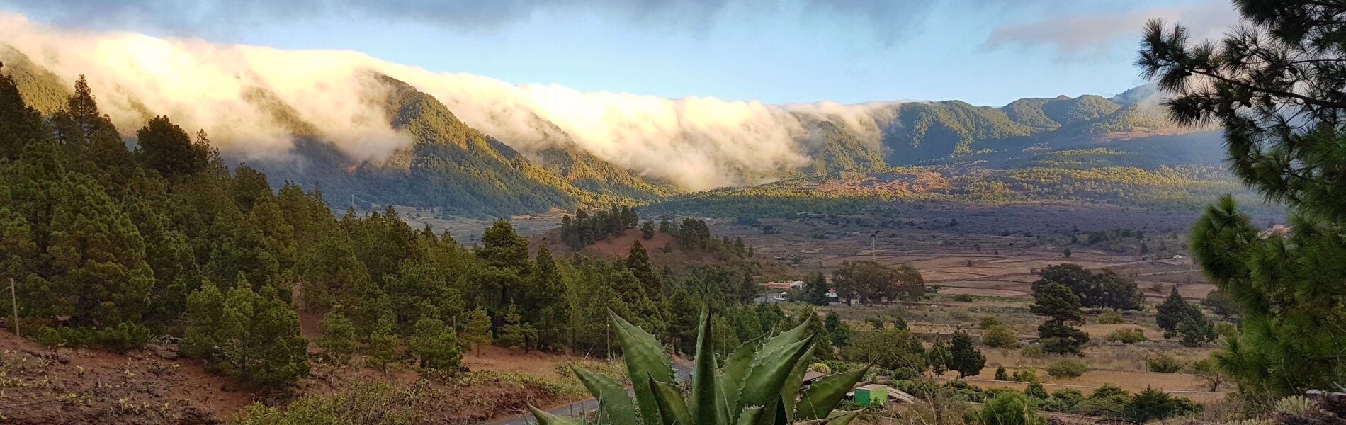 Volcanic caldera landscape with forested slopes, misty mountain peaks, pine trees, and agave plants on rocky volcanic soil in foreground