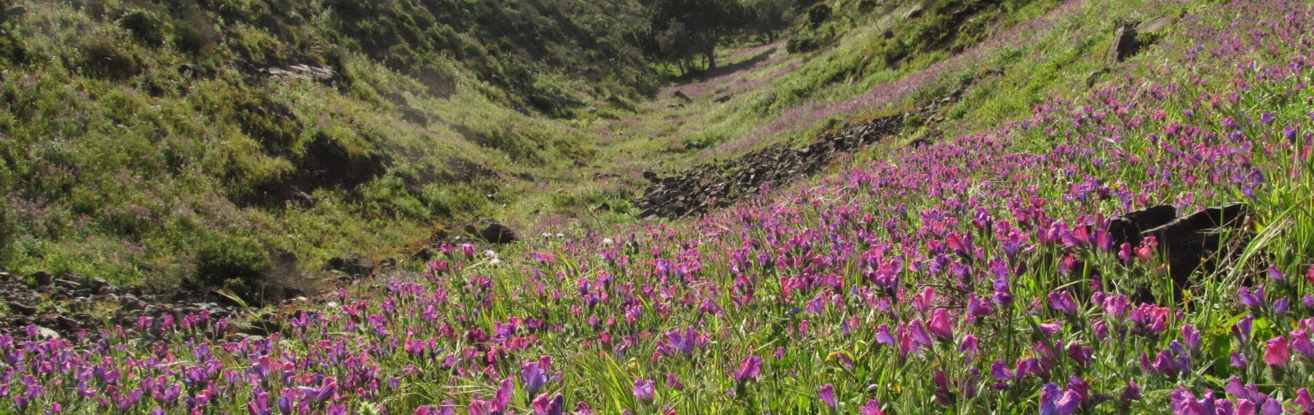 Lush mountain valley with purple wildflowers blooming on hillsides, forested slopes, and mist-shrouded peaks in the distance