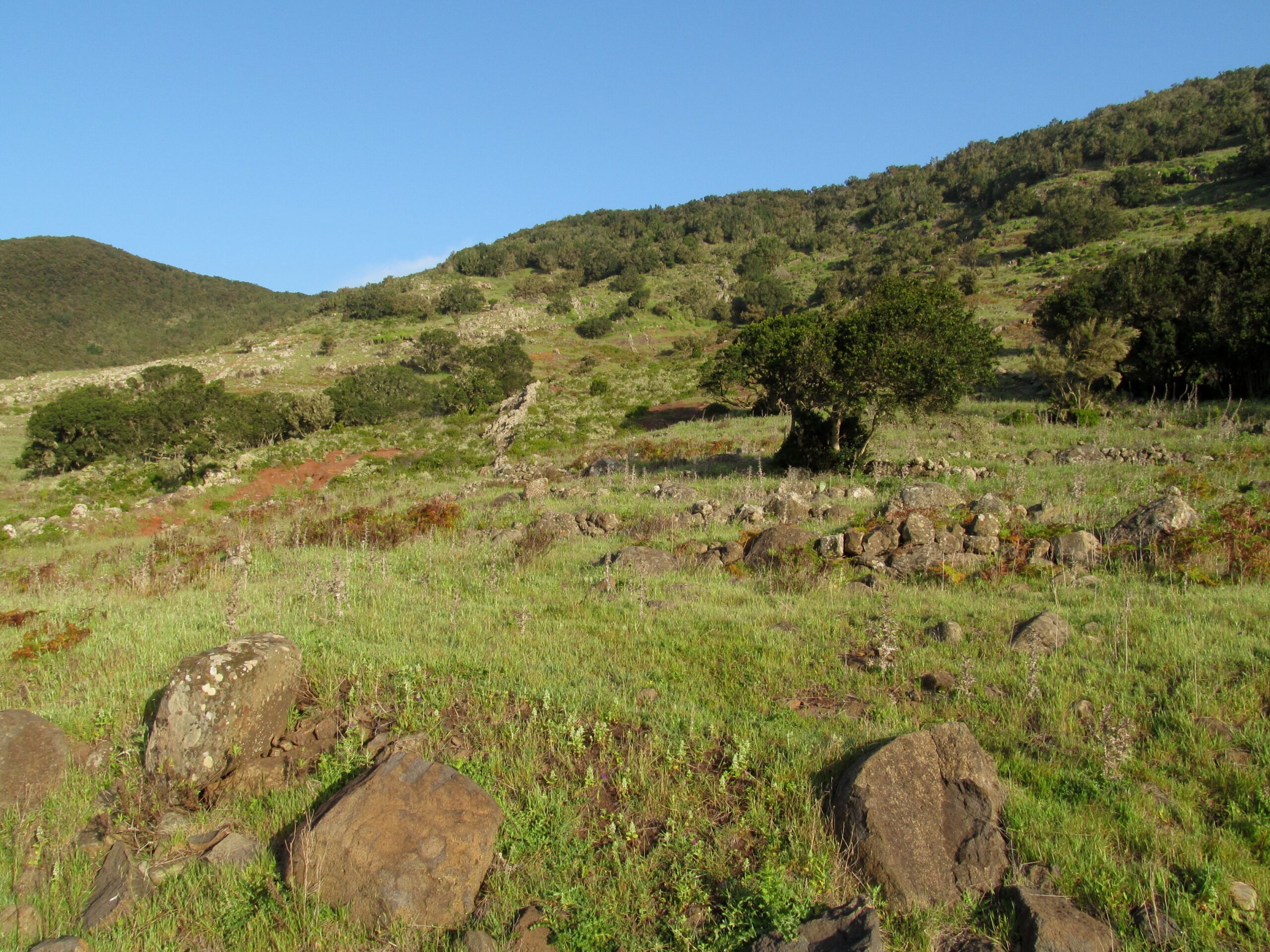 Lush green terrain and natural vegetation characteristic of Majona Natural Park's landscape.