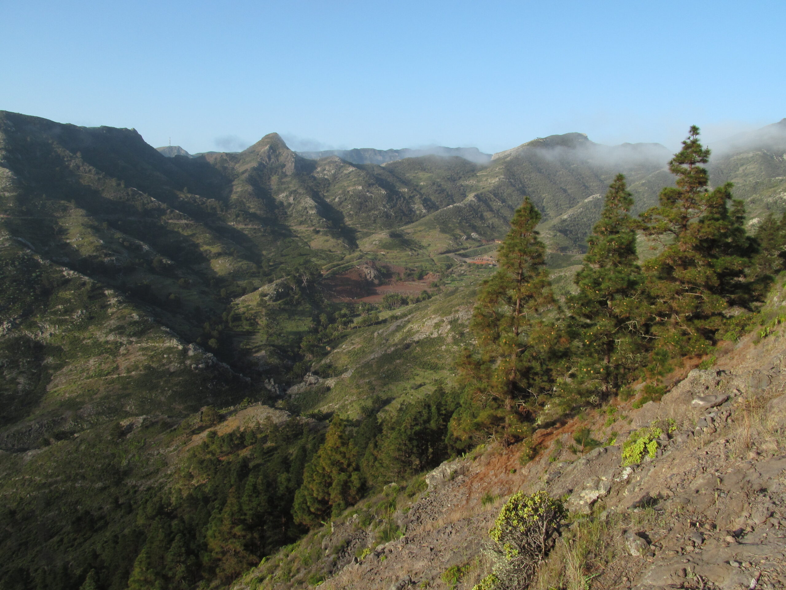 The verdant Majona valley in La Gomera, with native pine forest and dramatic volcanic peaks rising above the misty highlands.