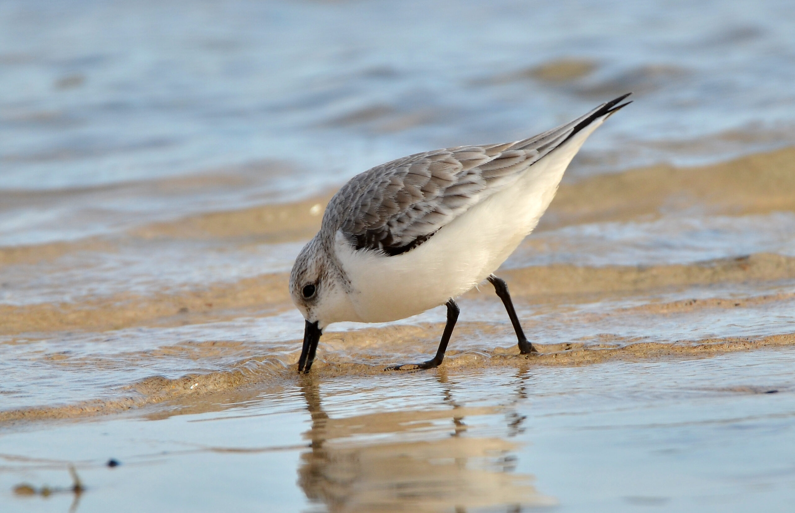 A sanderling searches for food in the shallow waters and wet sand at Mal Nombre Beach in Jandía.