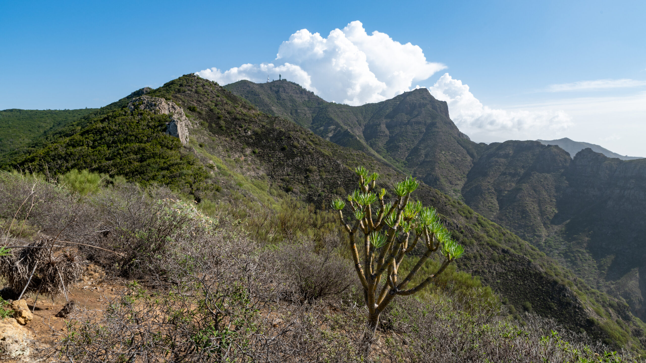 The dramatic landscape along the Masca Trail features volcanic peaks covered in endemic vegetation including the characteristic dragon trees native to Tenerife.