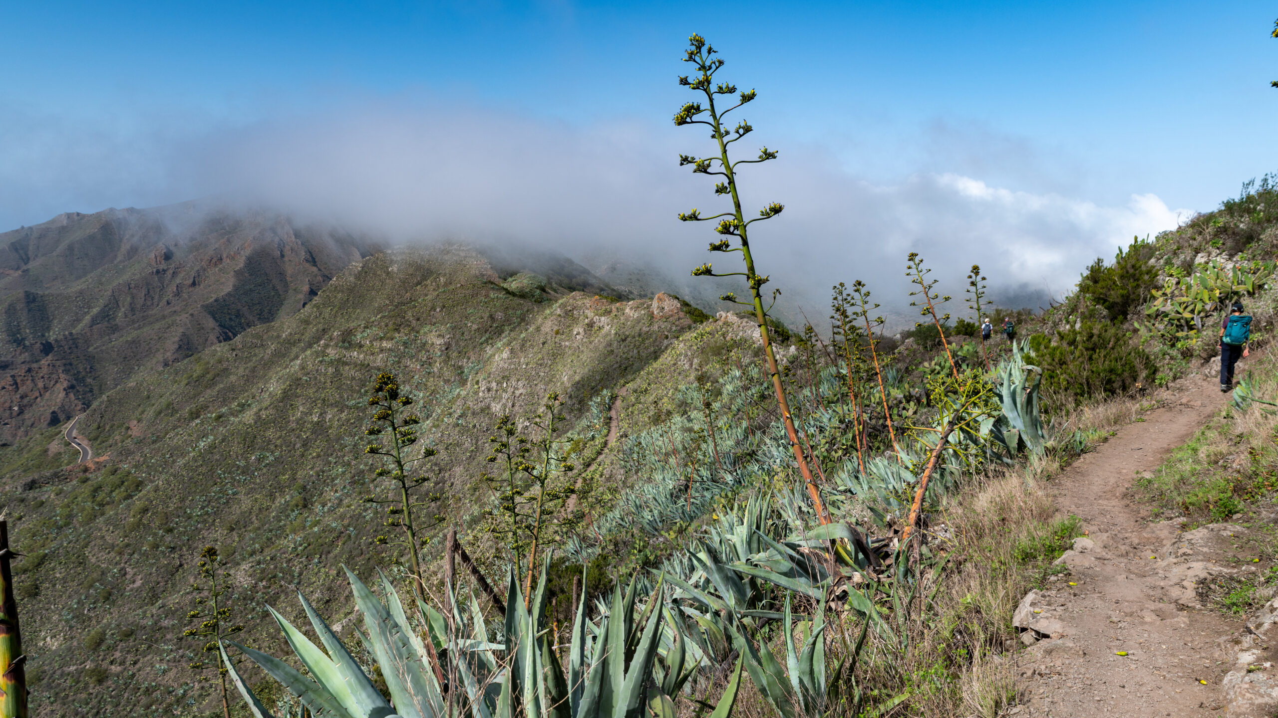 The Masca Trail winds through dramatic volcanic terrain dotted with native agave plants, offering views of steep mountain ridges shrouded in cloud.