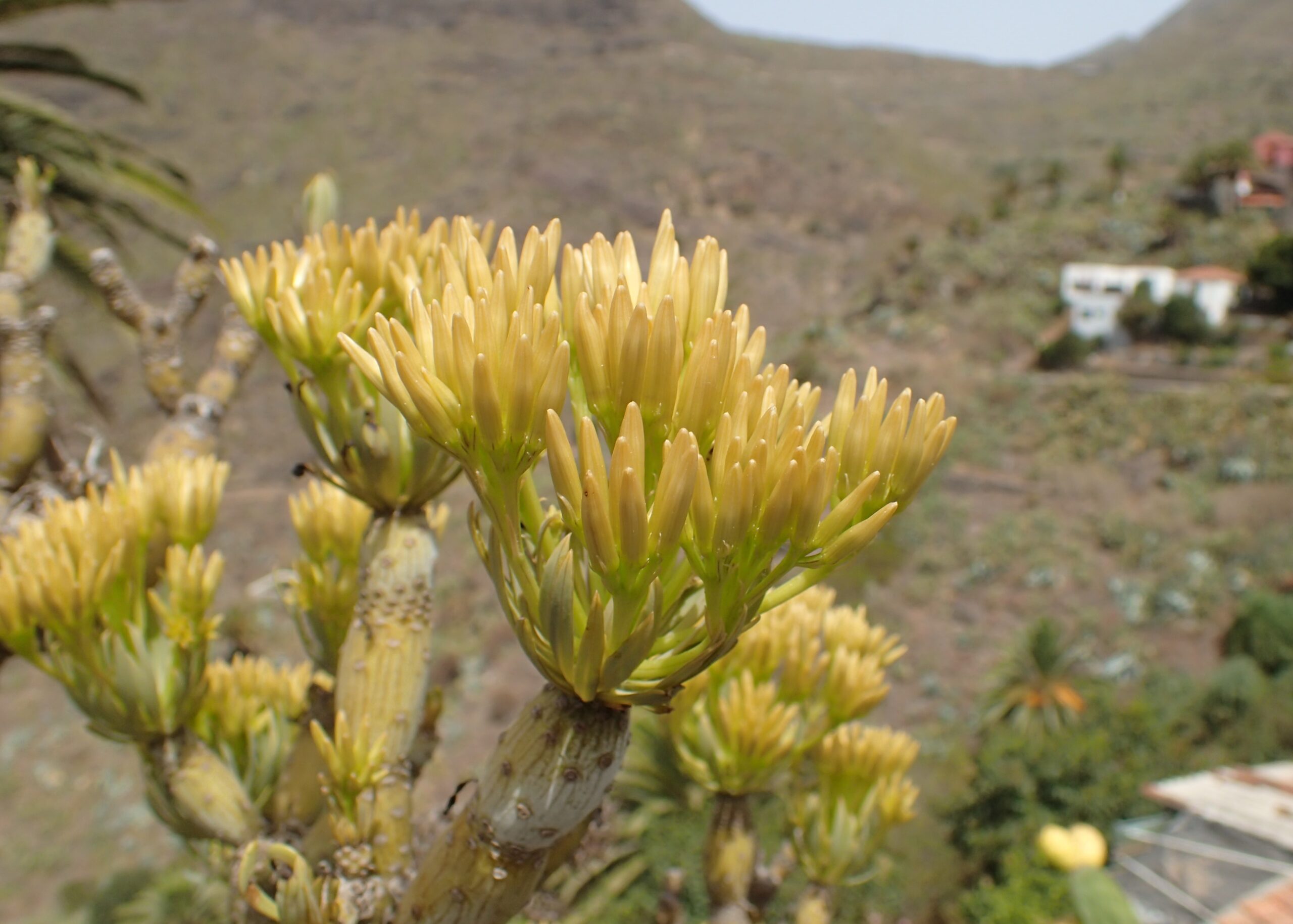 Native flora thrives in Masca Valley's dramatic volcanic terrain, where hardy succulents adapted to the island's climate display delicate blooms.