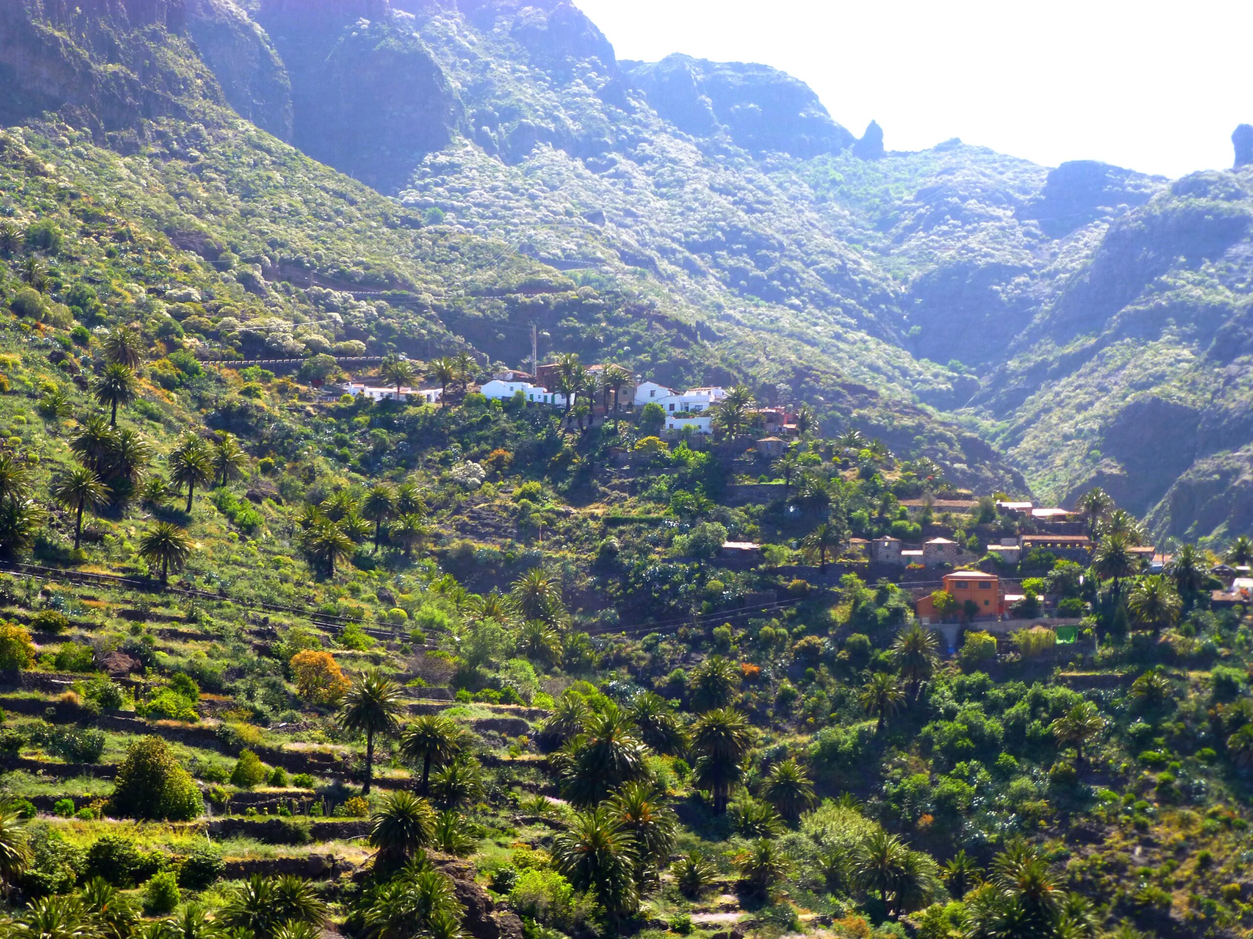 Masca village clings to the steep mountainside of a verdant valley, its whitewashed houses framed by dramatic cliff faces and tropical vegetation.