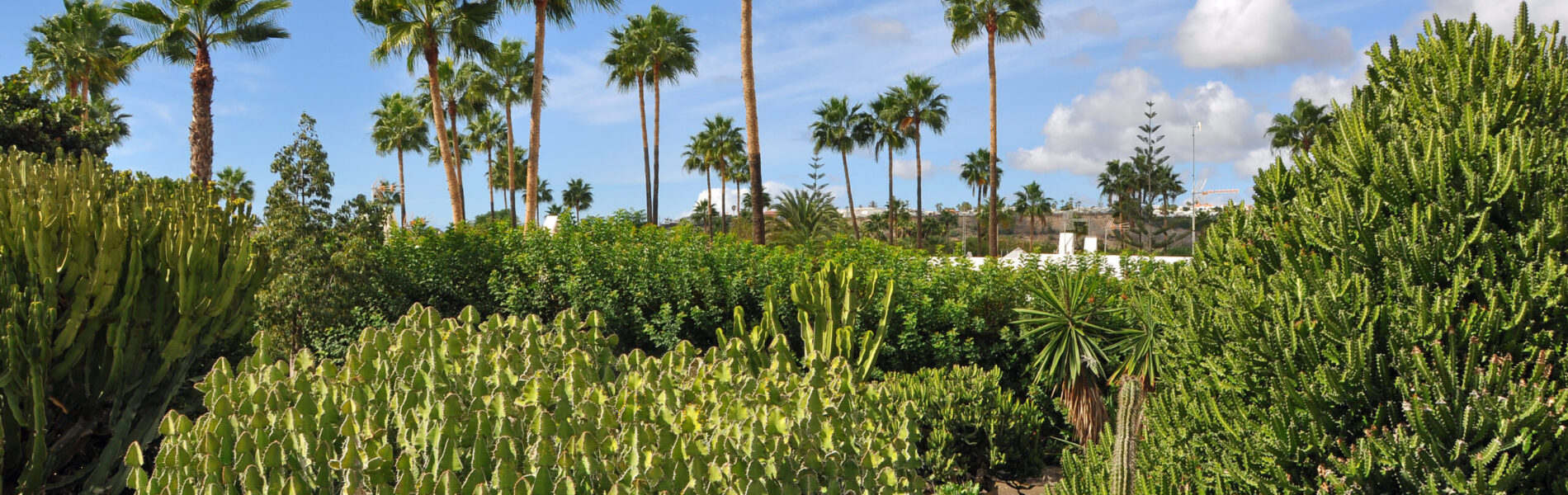 Garden of tall cacti and palms under bright sky.