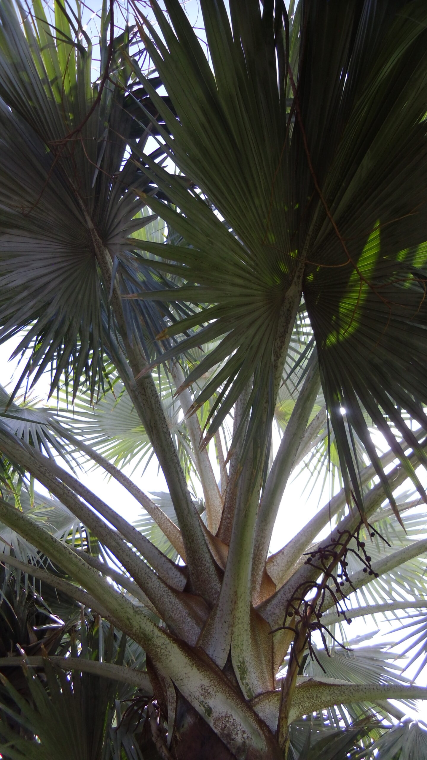 Native palms thrive in Maspalomas’ subtropical climate.