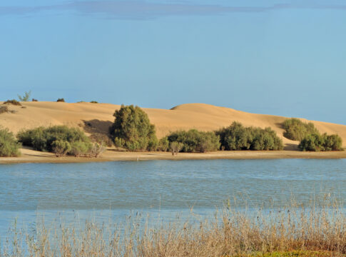 Maspalomas Lagoon