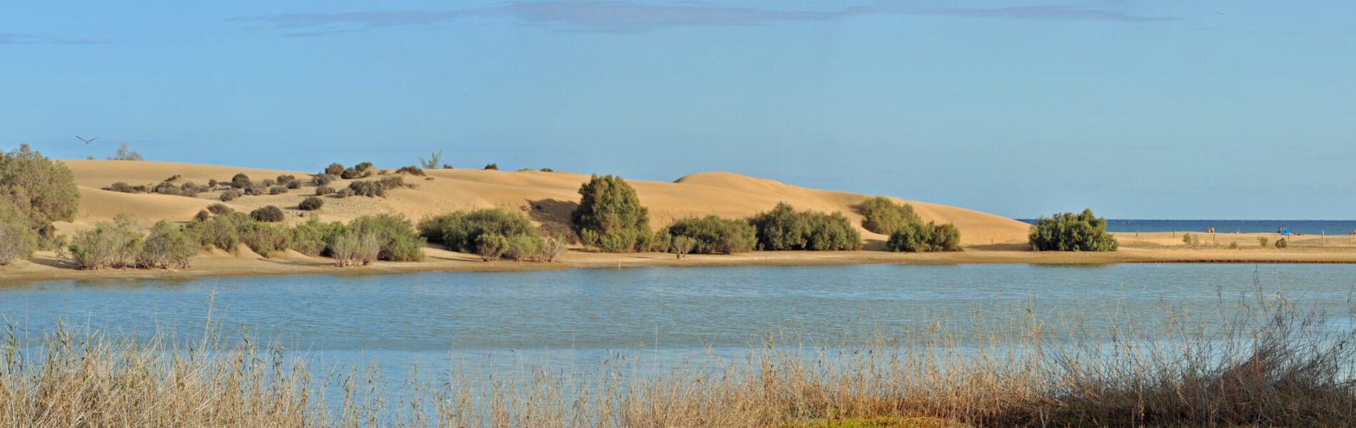 Calm lagoon bordered by dunes and coastal vegetation.