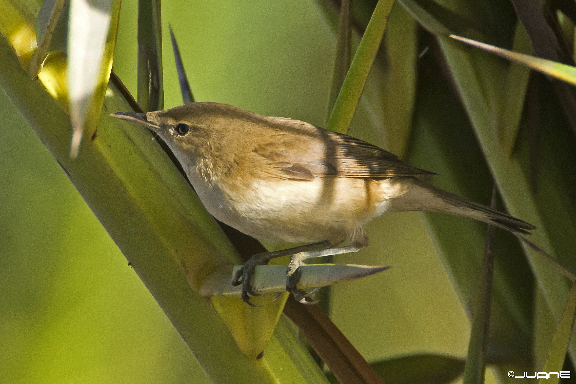 A small warbler rests among lagoon vegetation, part of the site’s diverse birdlife.