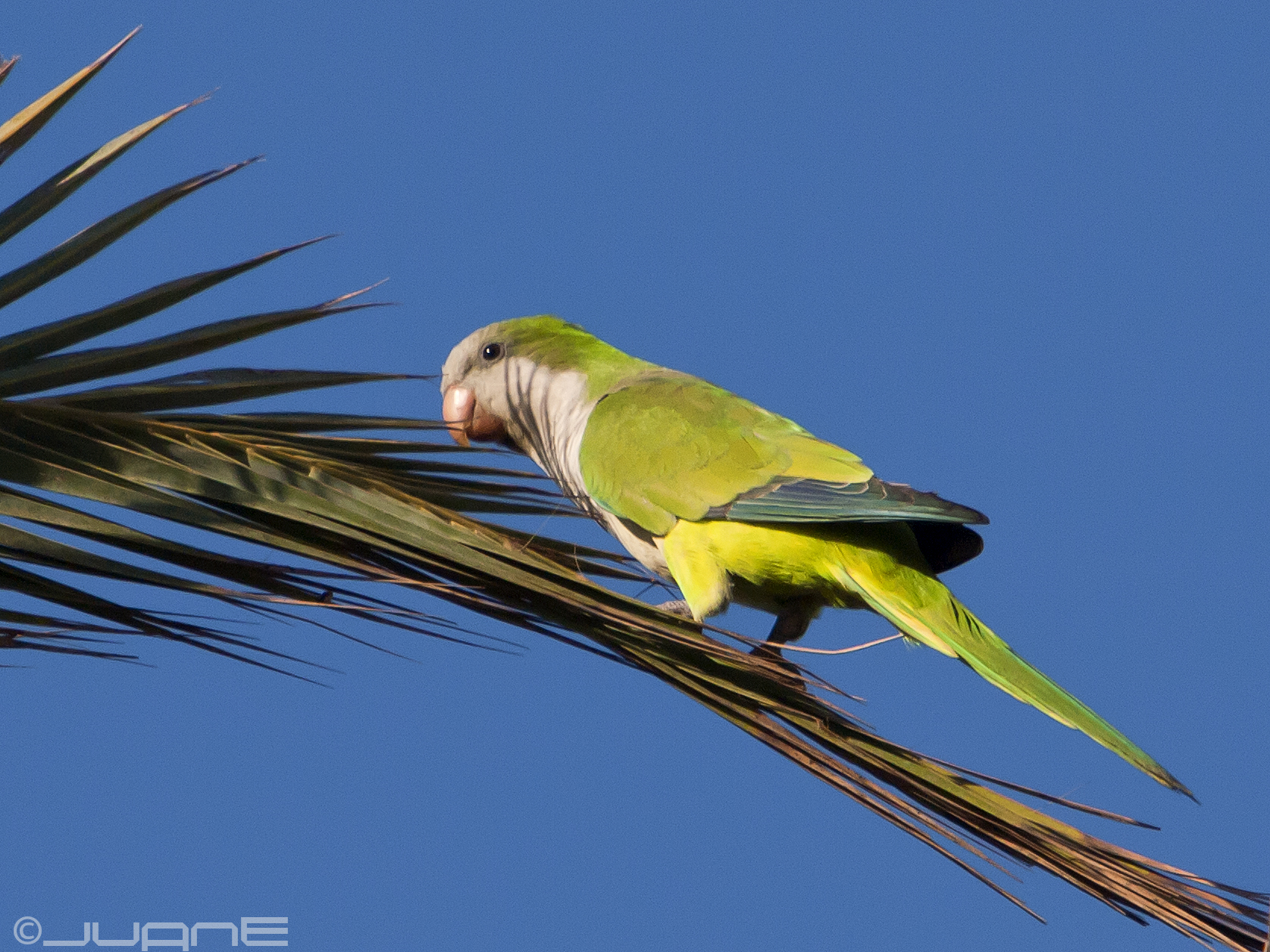 A green parakeet rests on palm foliage at Maspalomas Lagoon, where diverse bird species inhabit the wetland ecosystem.