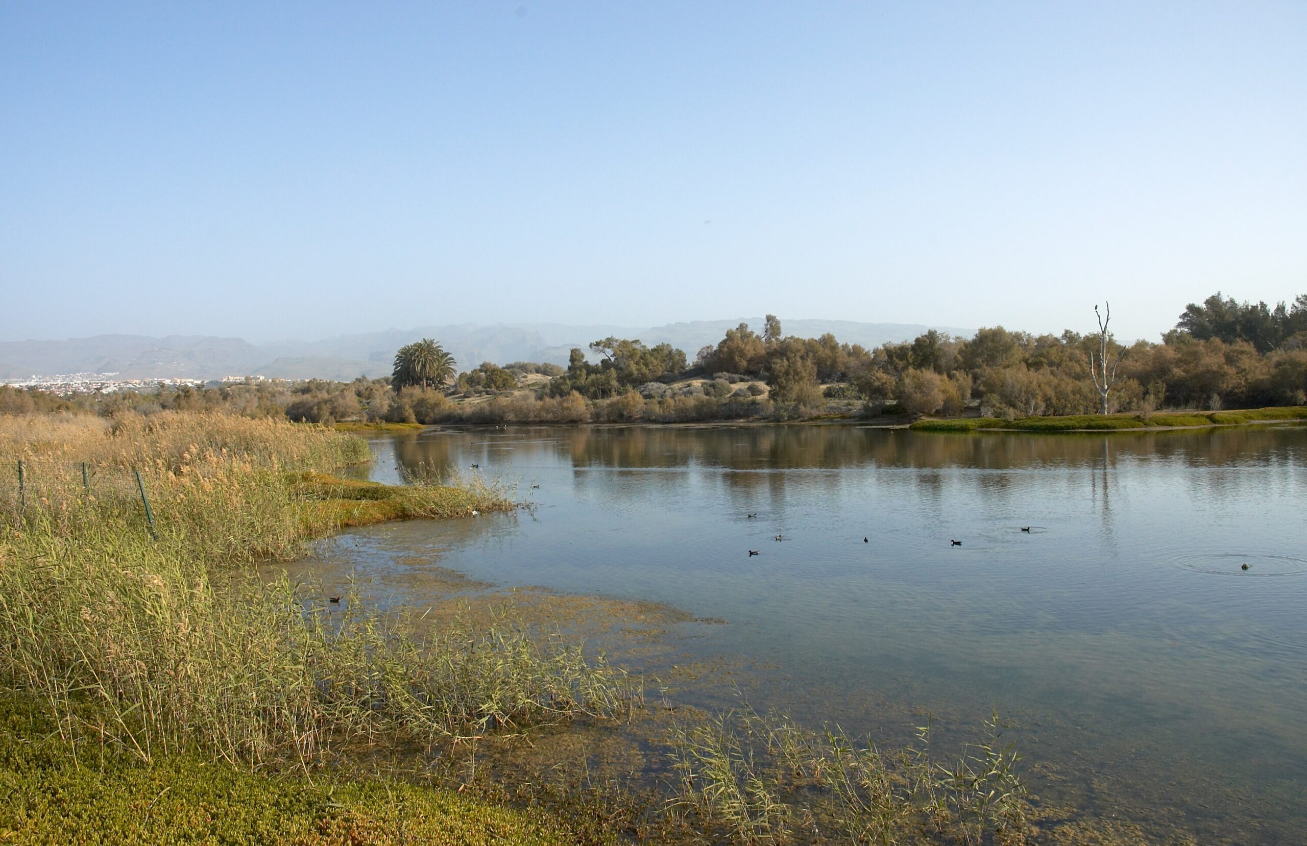 Maspalomas Lagoon offers a peaceful wetland habitat with reed beds and views toward the surrounding landscape.