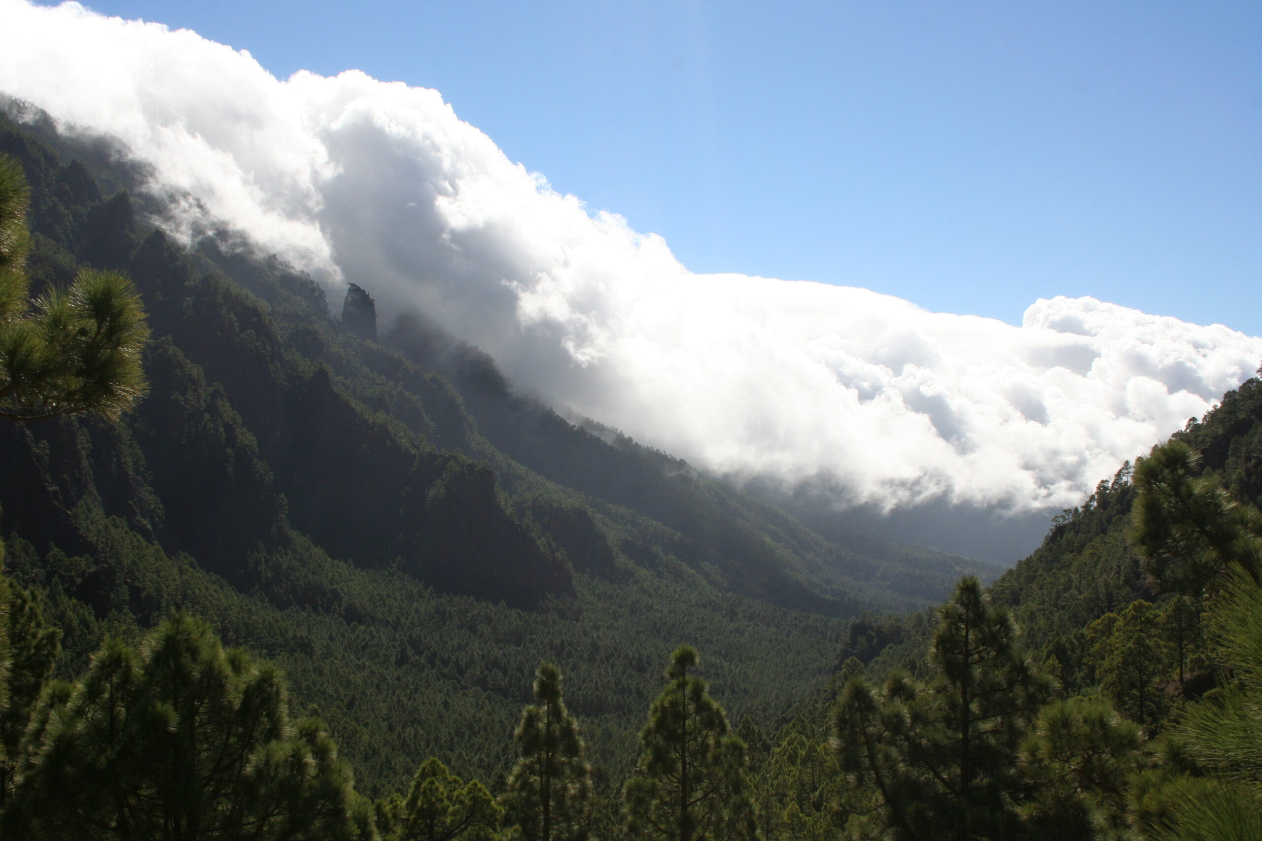 The verdant volcanic landscape of La Palma, where dense pine forests cloak the mountainsides beneath towering cumulus clouds.