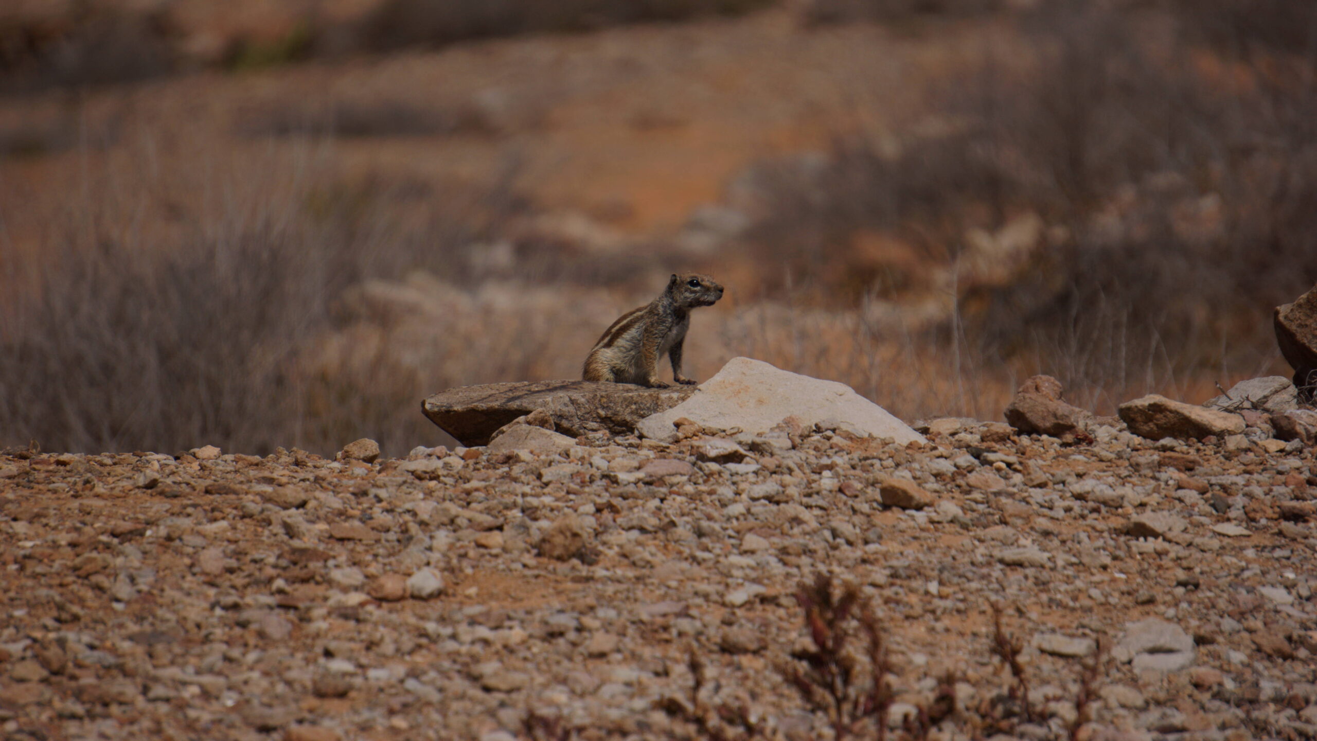 A meerkat stands watch in the dry, rocky terrain characteristic of Fuerteventura's interior landscape.