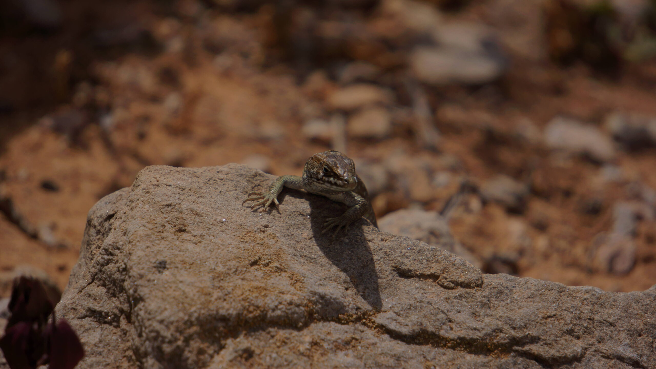 A native lizard rests on the volcanic terrain typical of Fuerteventura's inland areas.
