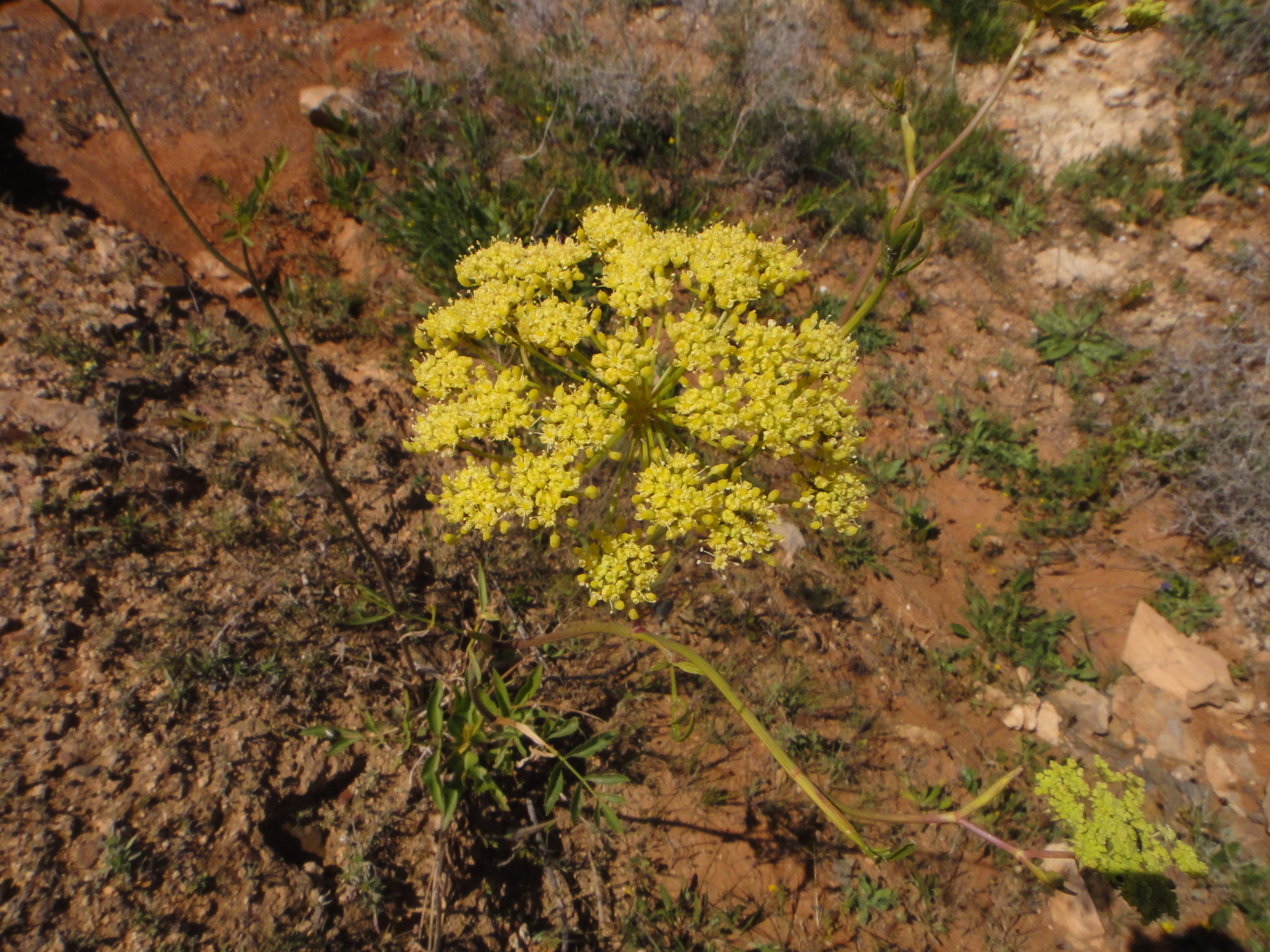 Native wildflowers bloom on the volcanic slopes of Montaña de Tindaya, showcasing the unique flora adapted to Fuerteventura's arid terrain.
