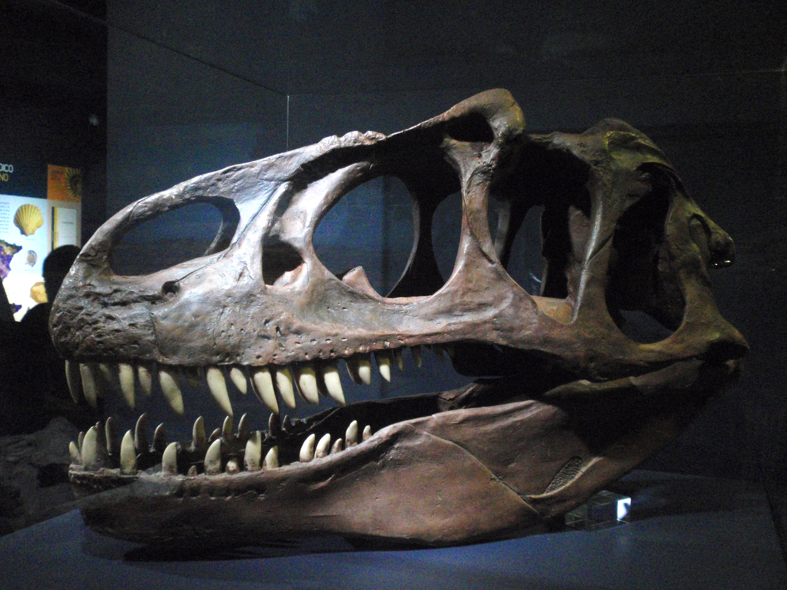 A dinosaur fossil skull on display at the Elder Museum of Science and Technology in Las Palmas.