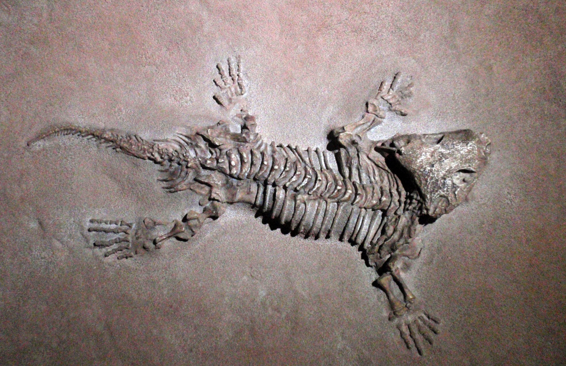 A fossilized reptile skeleton displayed at the Elder Museum of Science and Technology in Las Palmas.