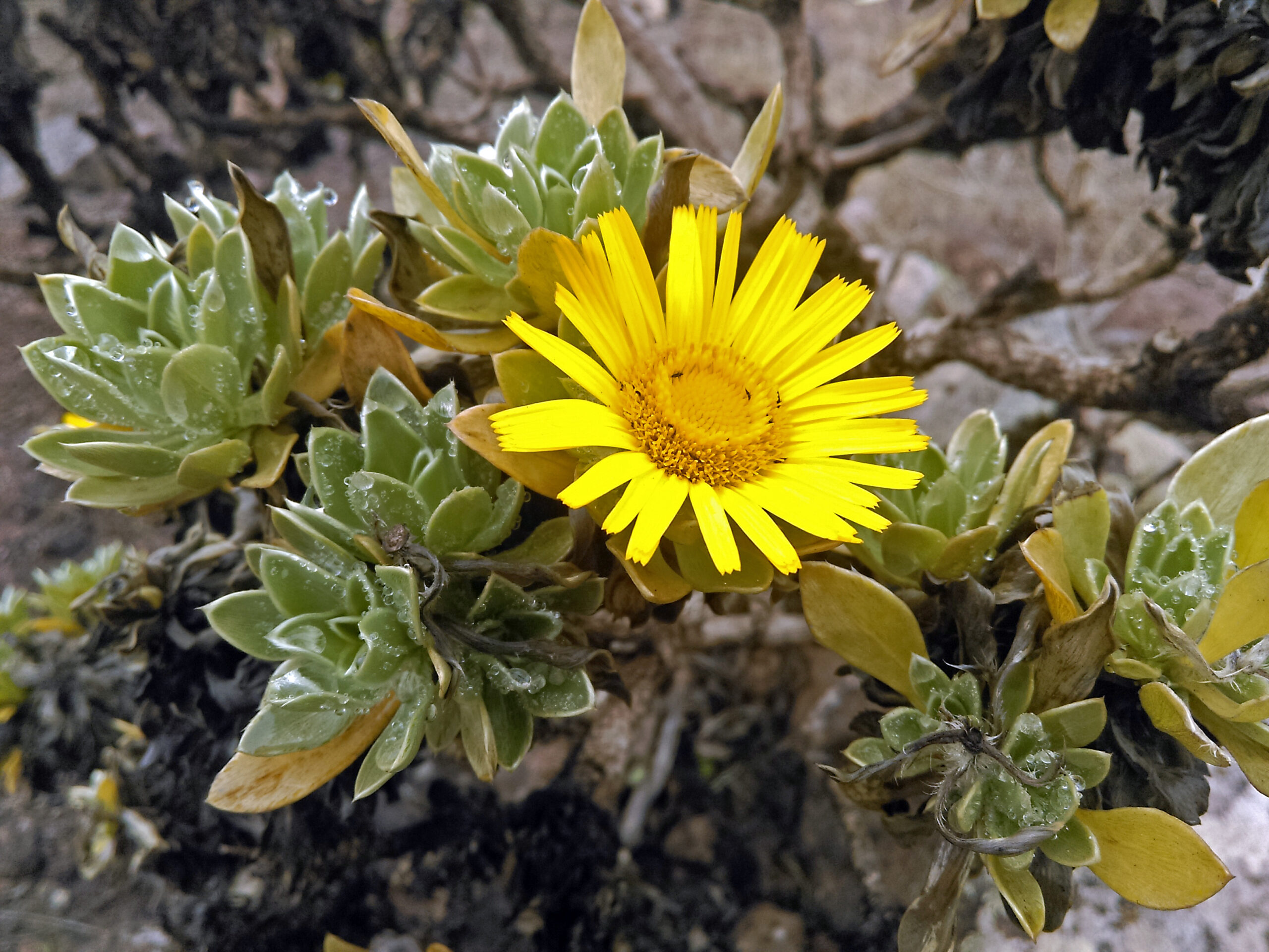 Alpine wildflower blooming amid the sparse vegetation at high elevation on Pico de la Zarza.