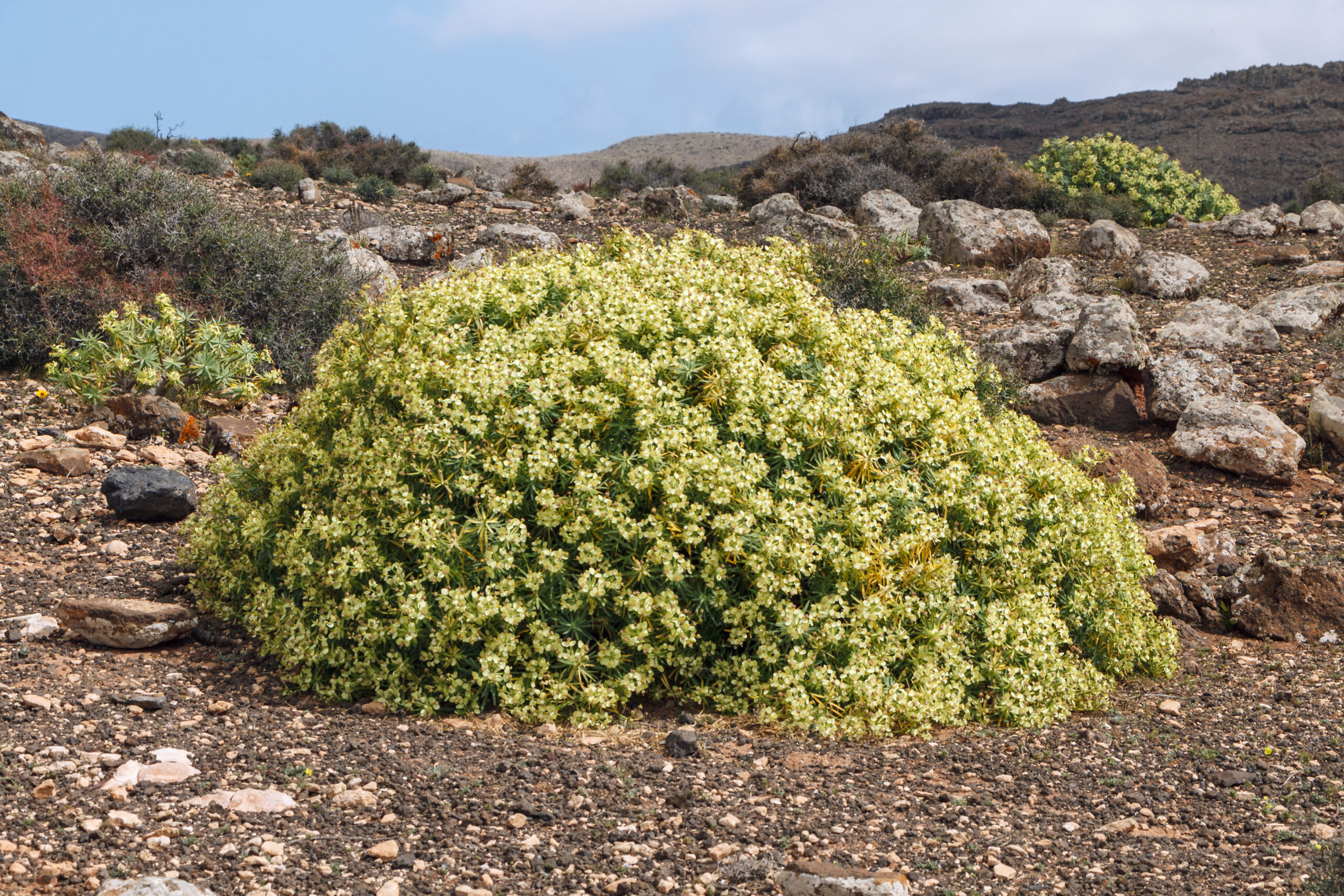 Hardy scrubland vegetation blooms with small white flowers across the rocky landscape of Jandía's volcanic terrain.