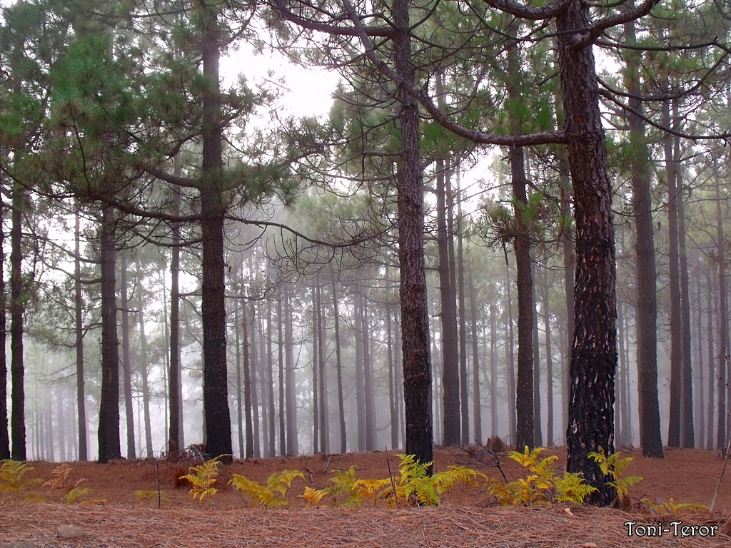 The misty Canarian pine forests near Pico de las Nieves create an ethereal mountain landscape quite different from the islands' coastal scenery.