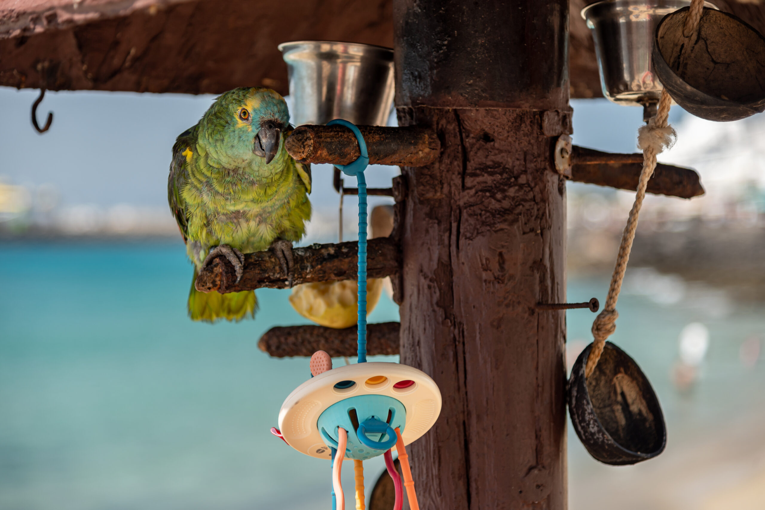 A vibrant green parrot rests on a weathered wooden structure at Playa Blanca, overlooking the crystalline turquoise waters of the beach.