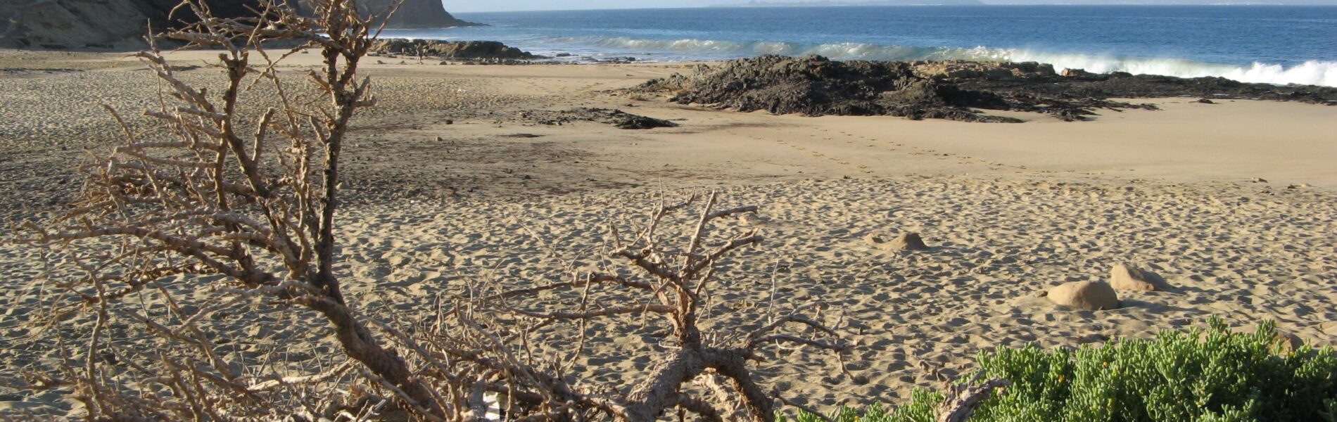 Sparse, gnarled driftwood and low vegetation on golden sand beach with dark volcanic rocks, cliffs, and calm blue ocean beyond.