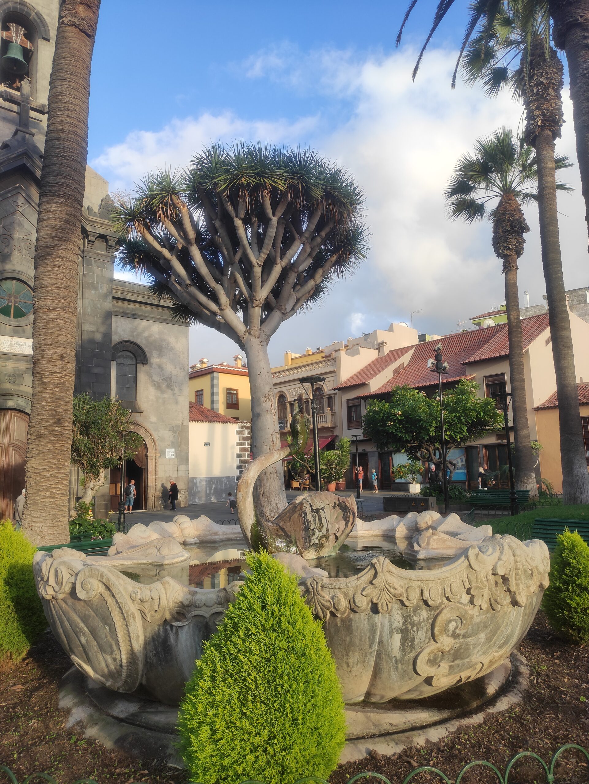 A distinctive dragon tree grows from a decorative stone planter in the heart of Puerto de la Cruz's Old Town, framed by colonial architecture and tropical palms.