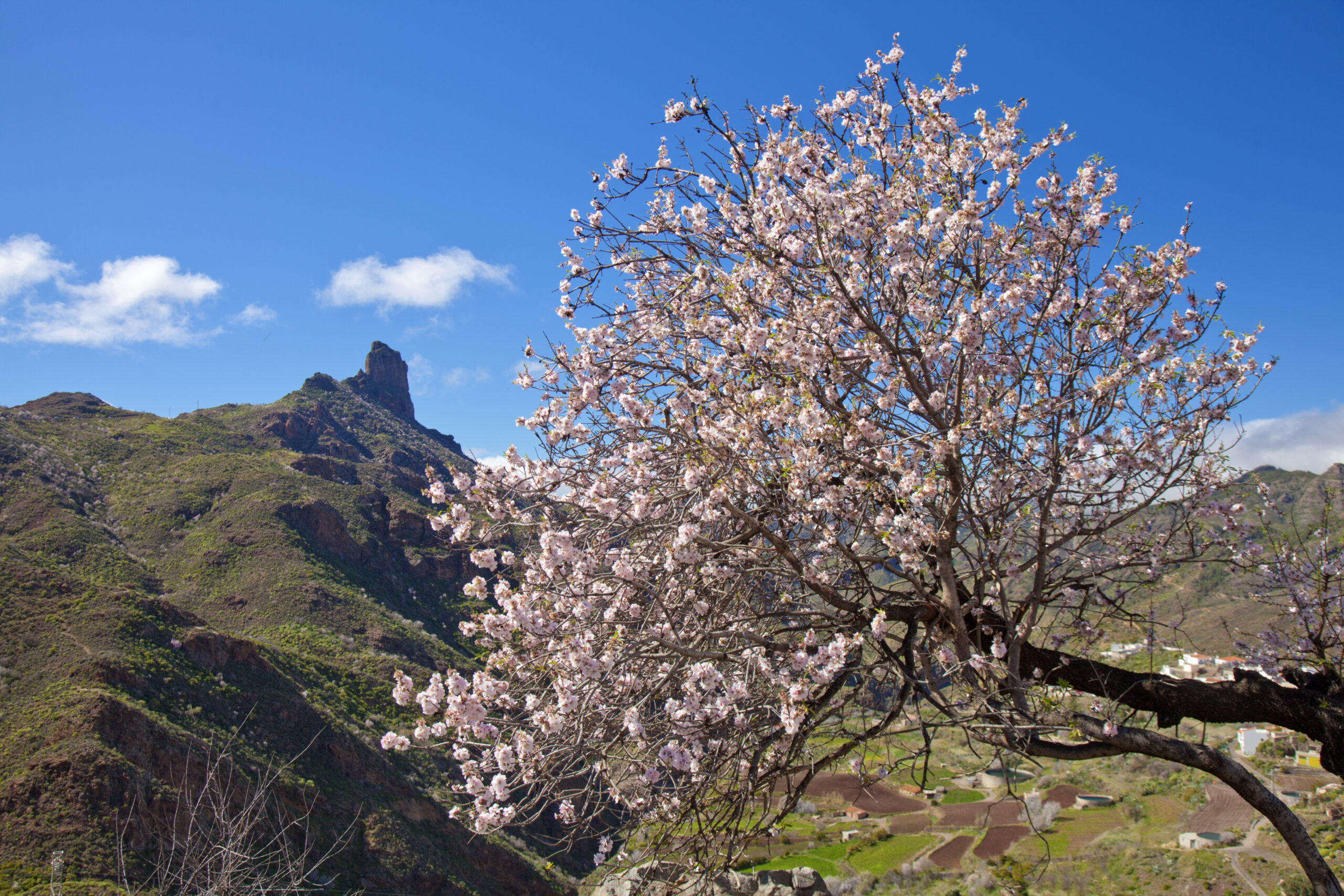 A flowering tree frames the dramatic landscape of Roque Bentayga, with the distinctive rock formation rising above the cultivated valley below.