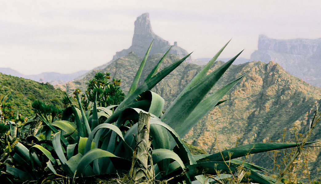 Agave plant with pointed leaves in foreground, Roque Bentayga rock formation rising behind with terraced hillsides and distant plateau.