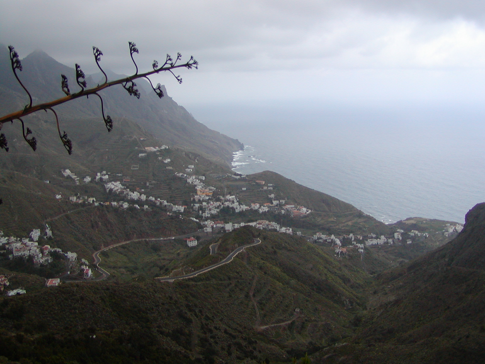 Curved flowering plant branch in foreground with steep green mountainside, white-walled houses scattered across slopes, winding road, and ocean visible in mist below