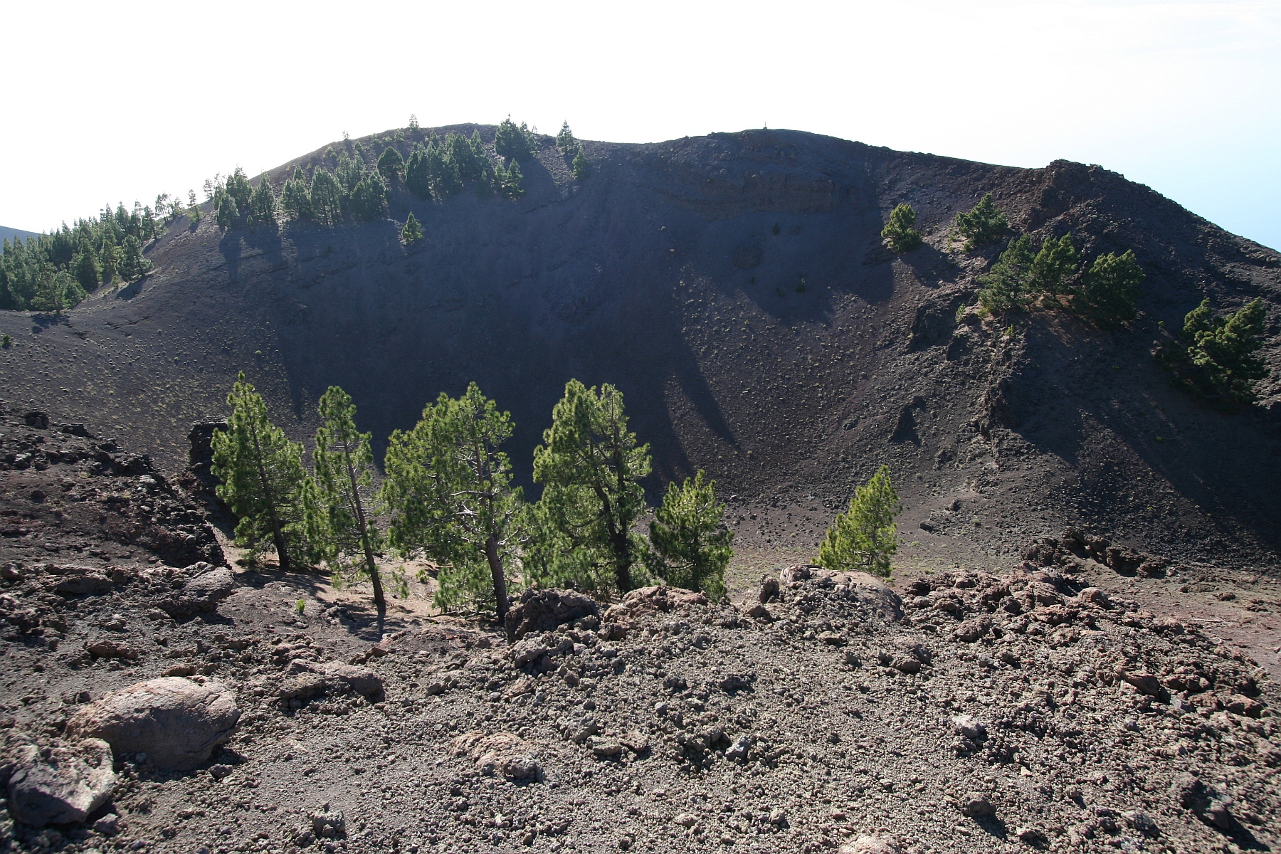 The distinctive crater landscape along Ruta de los Volcanes, where pine trees thrive amid the dark volcanic terrain of Cumbre Vieja.