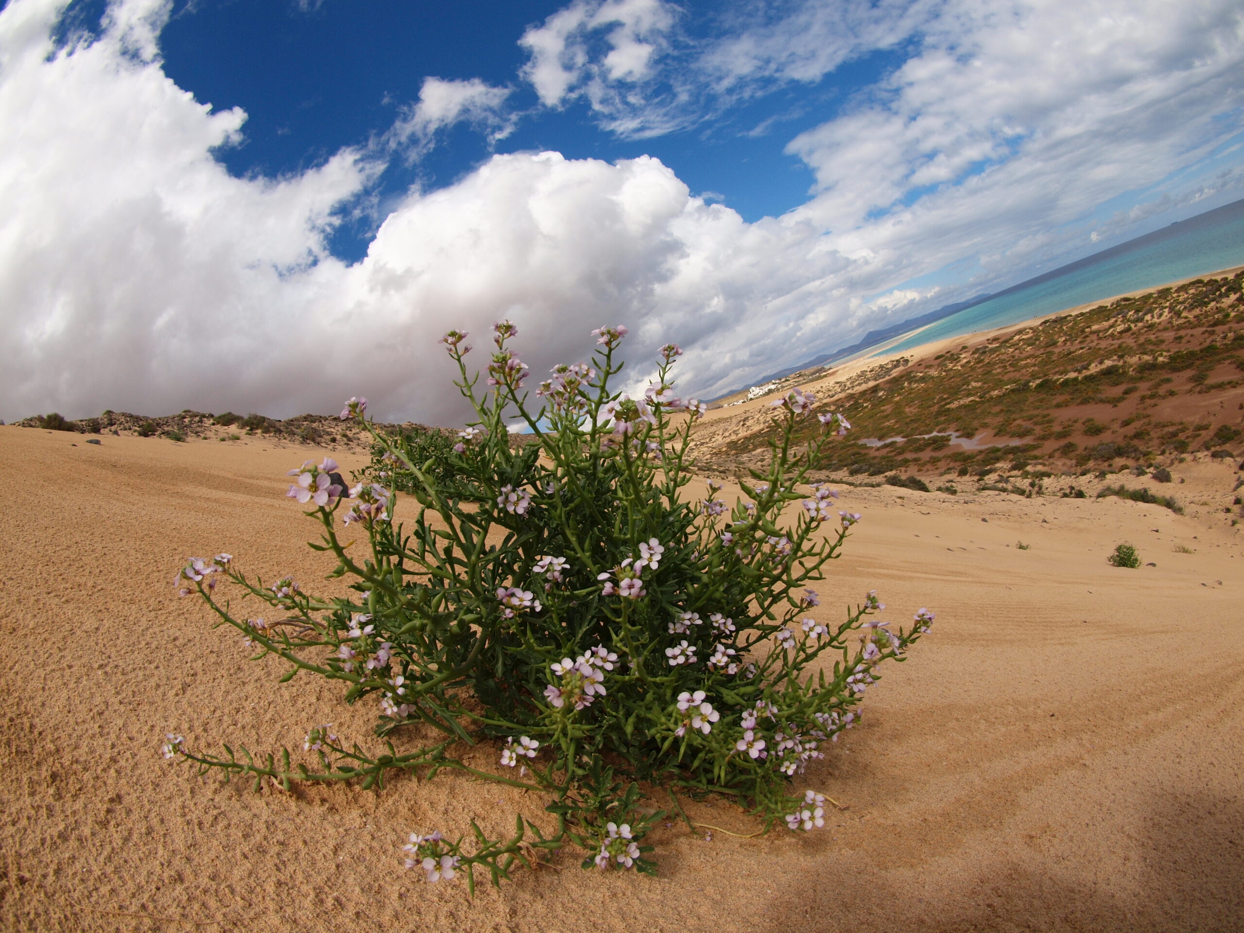 Desert vegetation thrives along Sotavento Beach, where hardy flowering plants dot the sandy shore with the Atlantic Ocean stretching to the horizon.