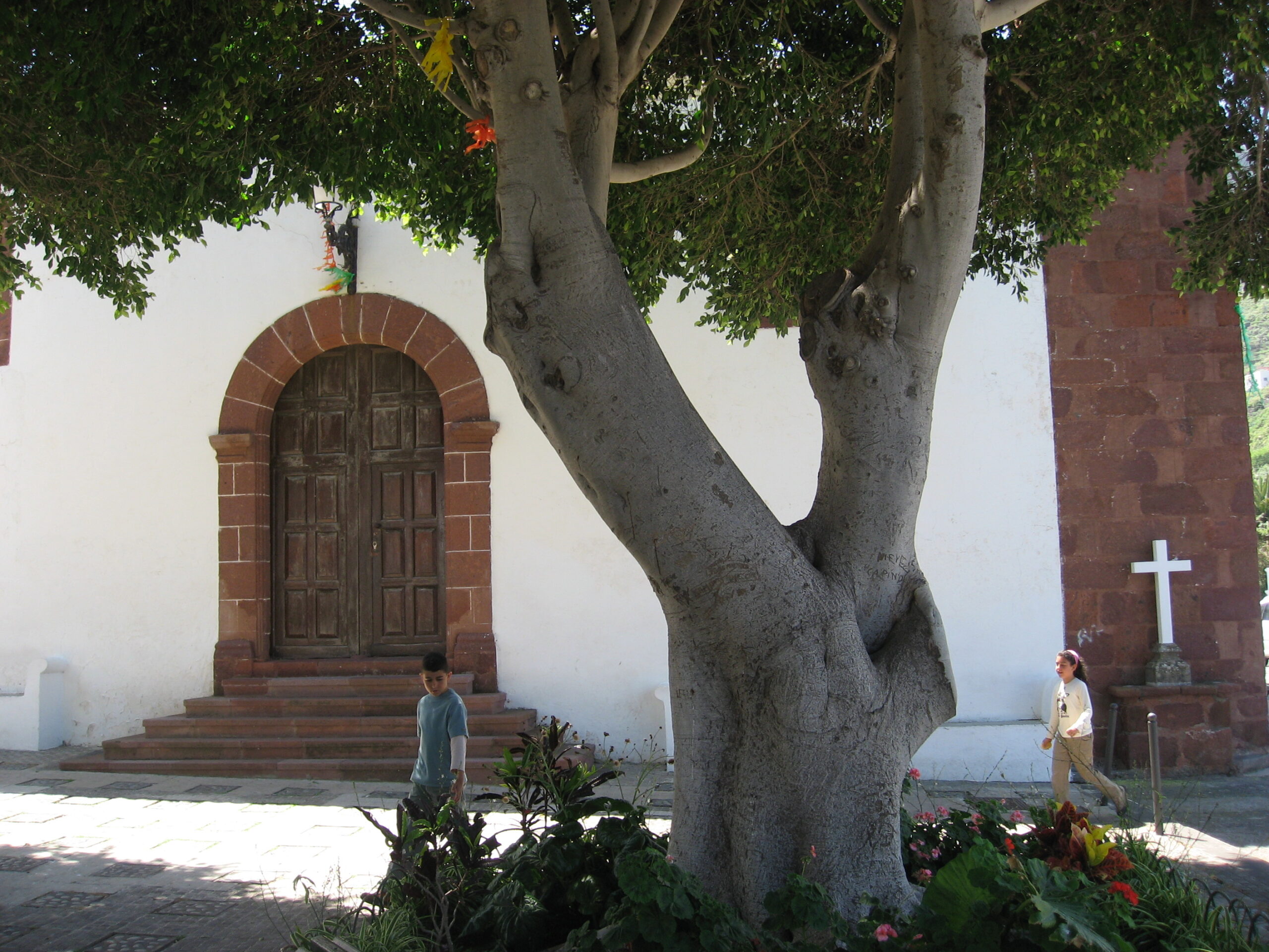 Large gnarled tree trunk in foreground with white-walled church building, arched wooden door, and white cross visible behind it