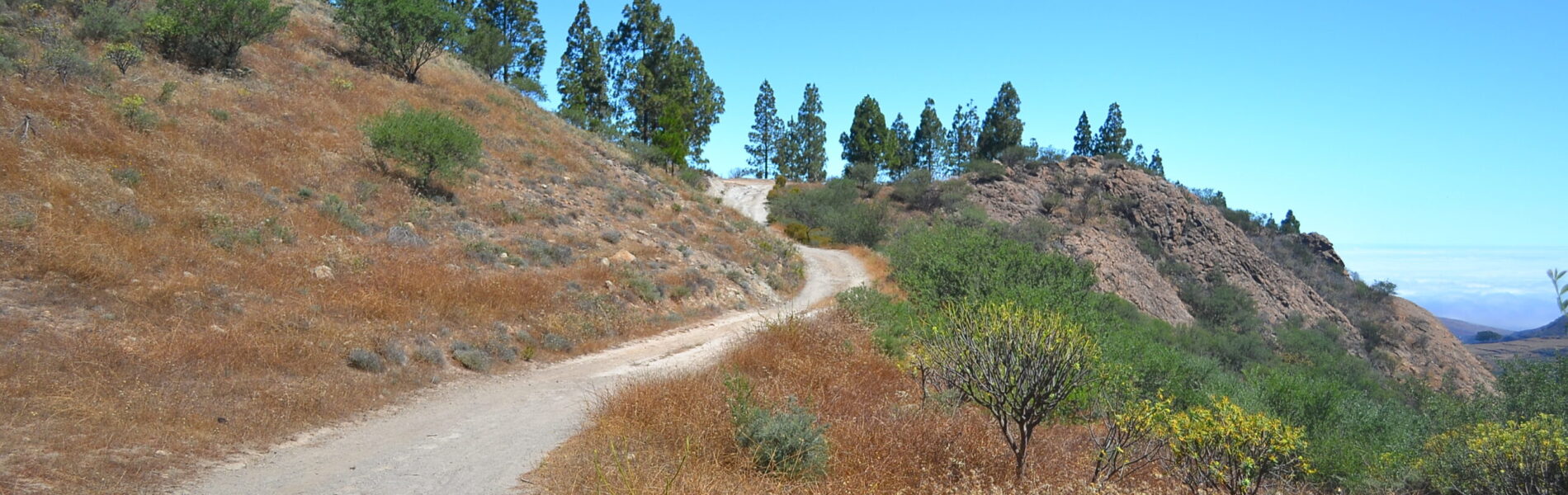 Winding dirt path through pine-forested hillside with dry scrubland and distant valley views under clear blue sky