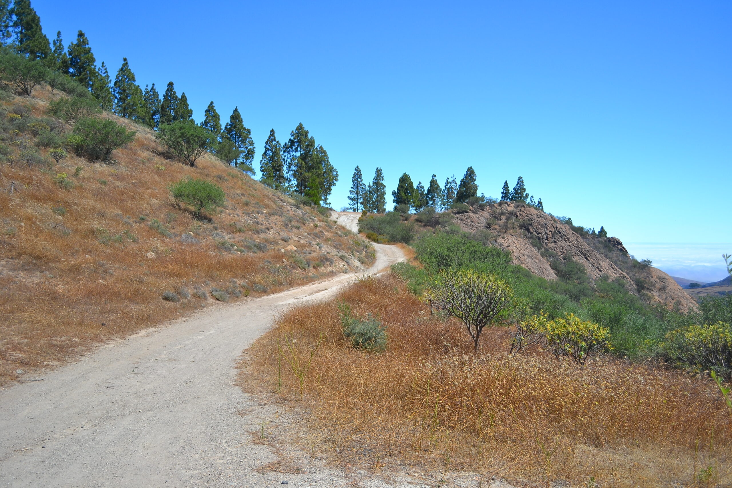 A hiking trail winds through the pine forests and arid slopes of Tamadaba Natural Park, offering panoramic views across Gran Canaria's interior landscape.