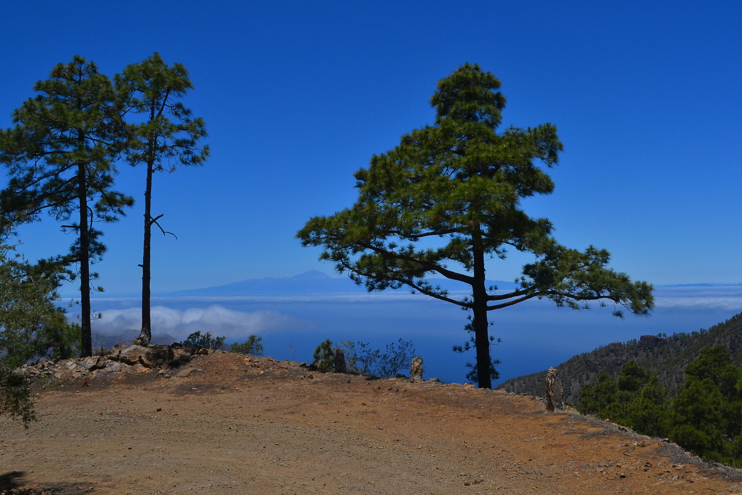 Canary Island pines thrive at high elevation in Tamadaba Natural Park, offering sweeping views across the blue ocean toward neighboring islands.