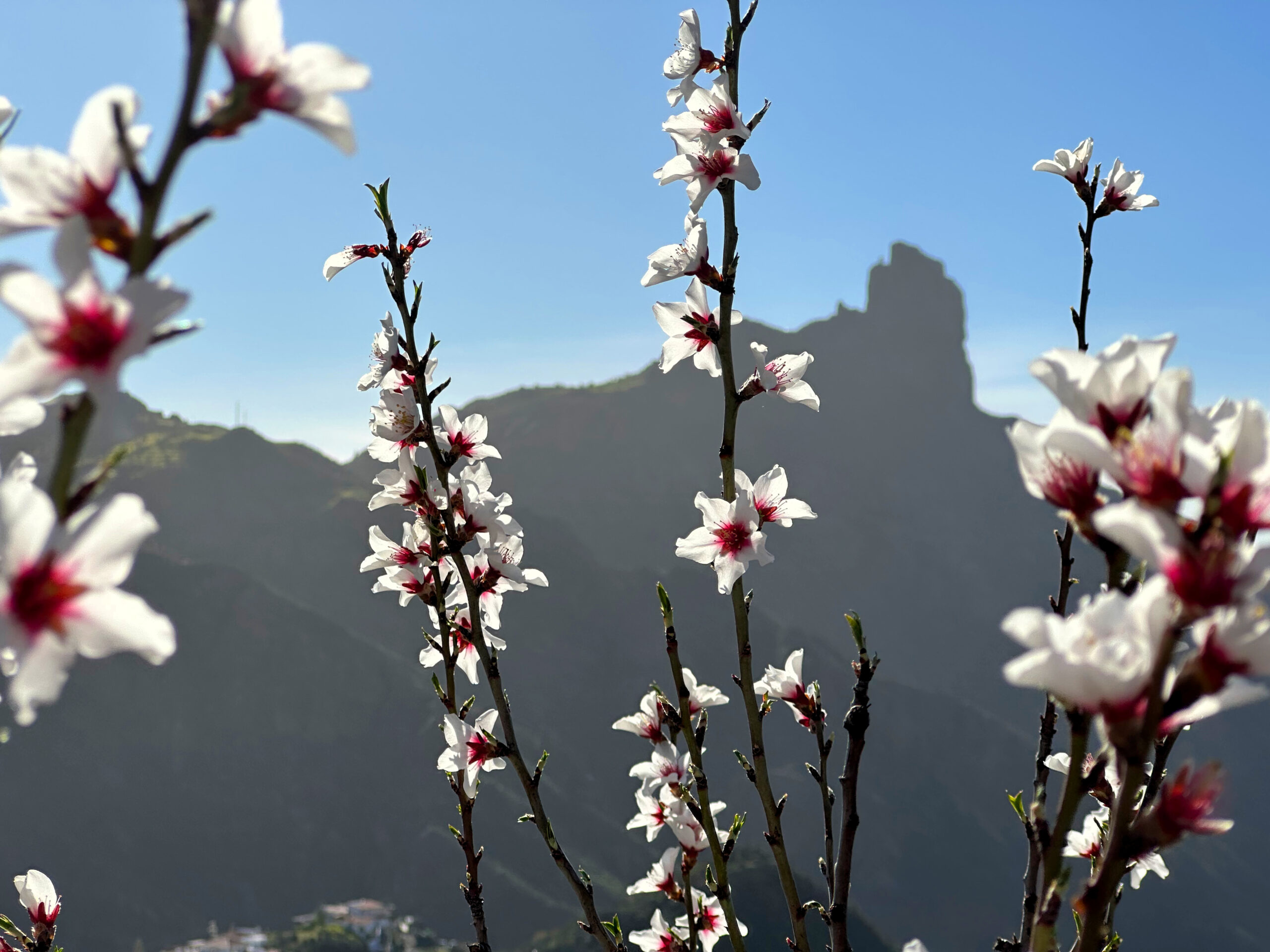 Wildflowers bloom against the dramatic mountain backdrop near Tejeda Village in Gran Canaria.