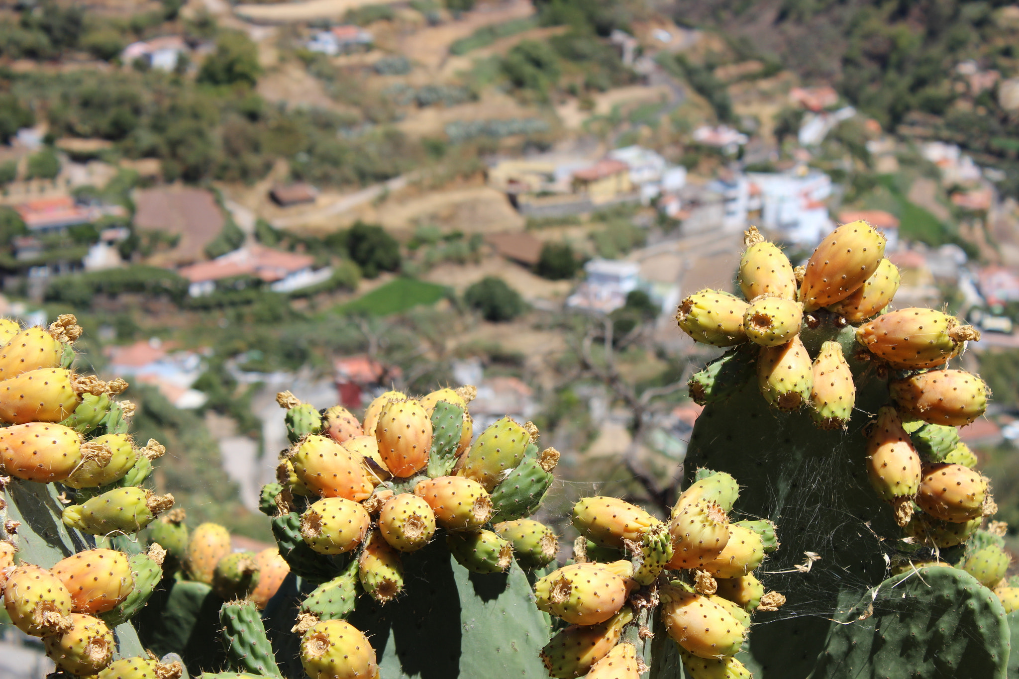 Prickly pear cacti thrive in the arid landscape surrounding Tejeda, their fruit ripening in warm island sunshine above the traditional village below.