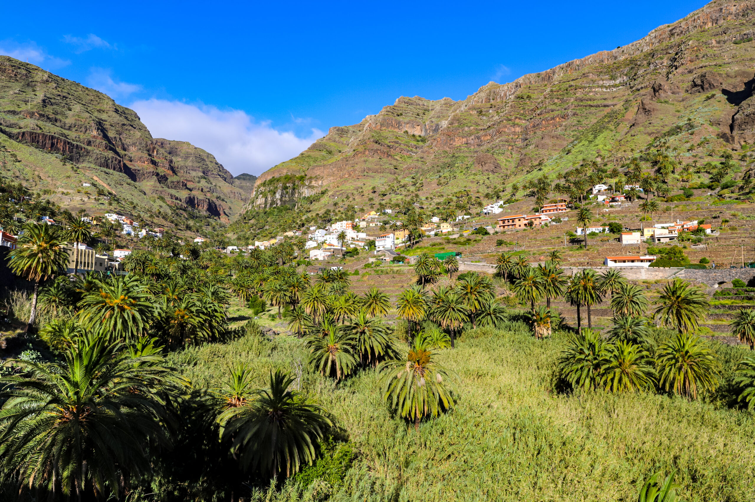 Valle Gran Rey spreads across a lush valley floor dotted with palms, with terraced hillsides rising dramatically on either side.