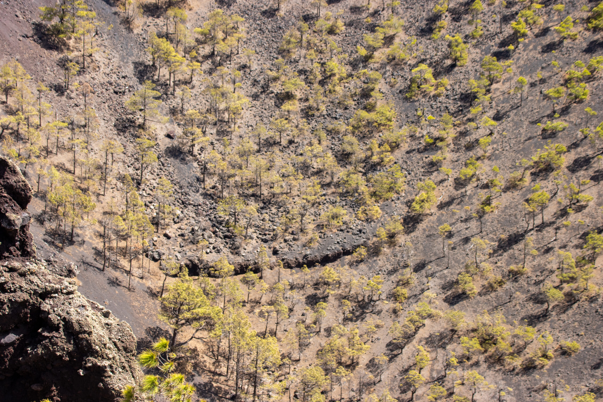 Young pine forest colonizing the dark volcanic slopes of Volcán San Antonio, showing the gradual ecological recovery of the lava field.
