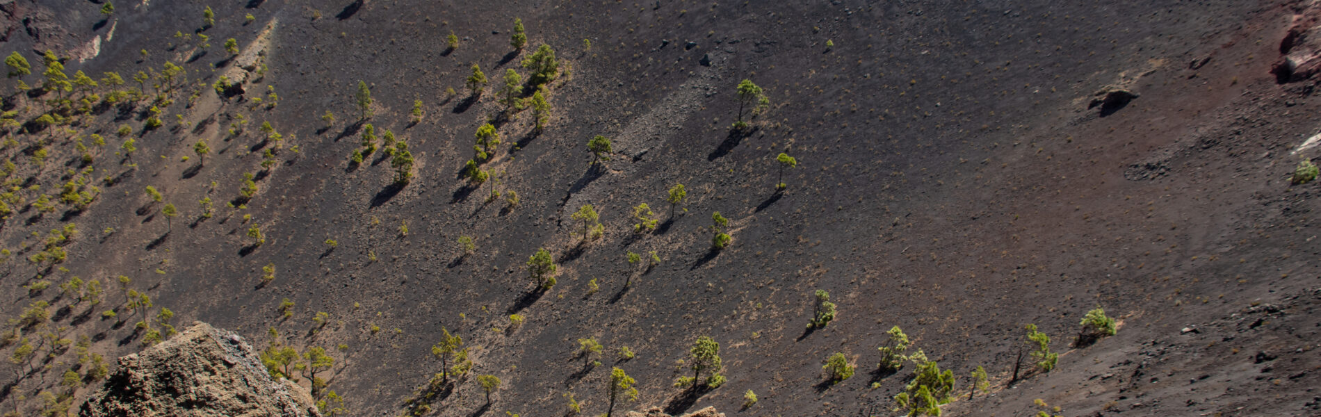 Dark volcanic cone with sparse green pine trees scattered across black lava slopes and rocky foreground under clear blue sky